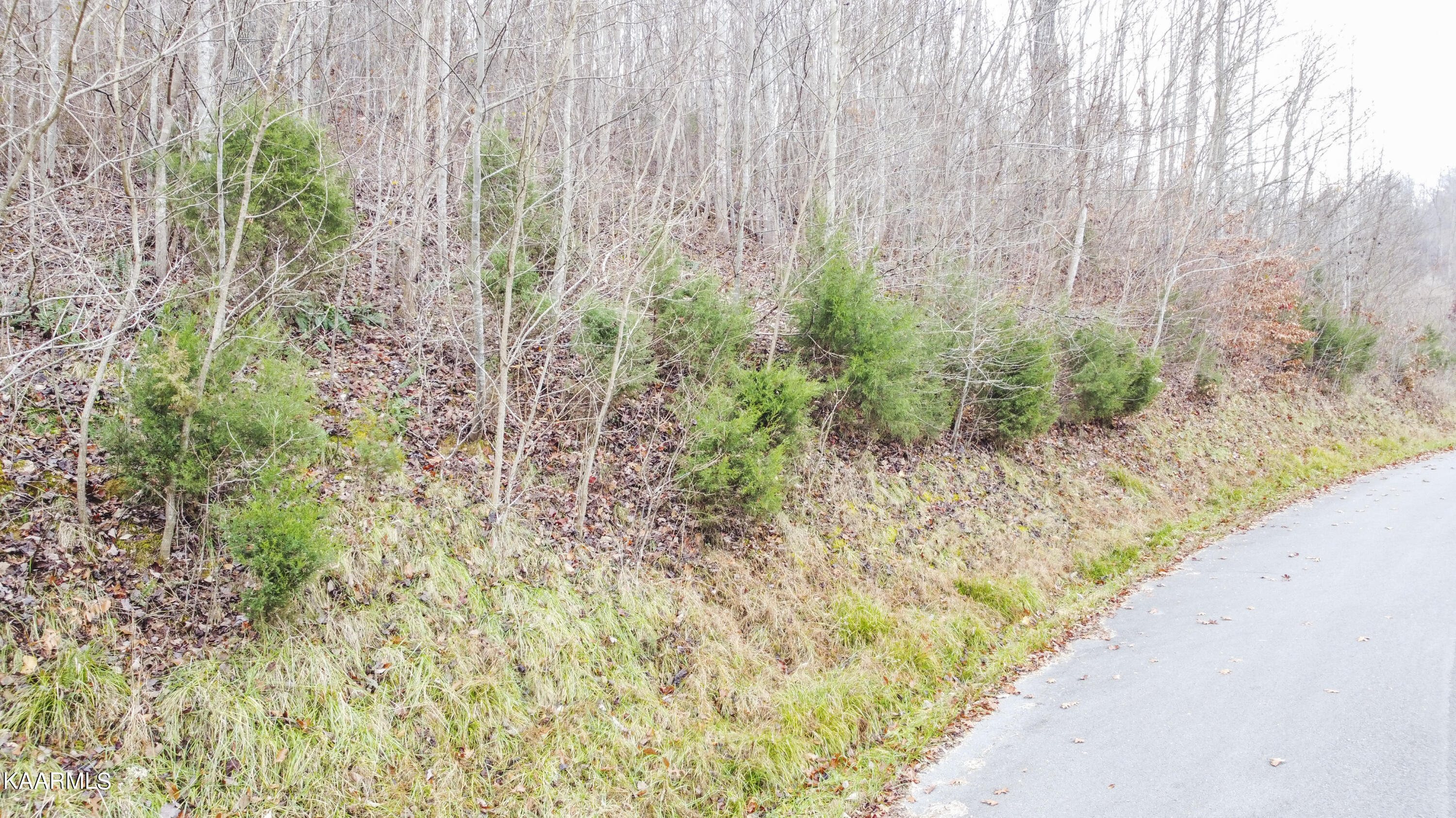 Sunset Boulevard Maynardville, TN 37807 - Photo 8 of 11 8