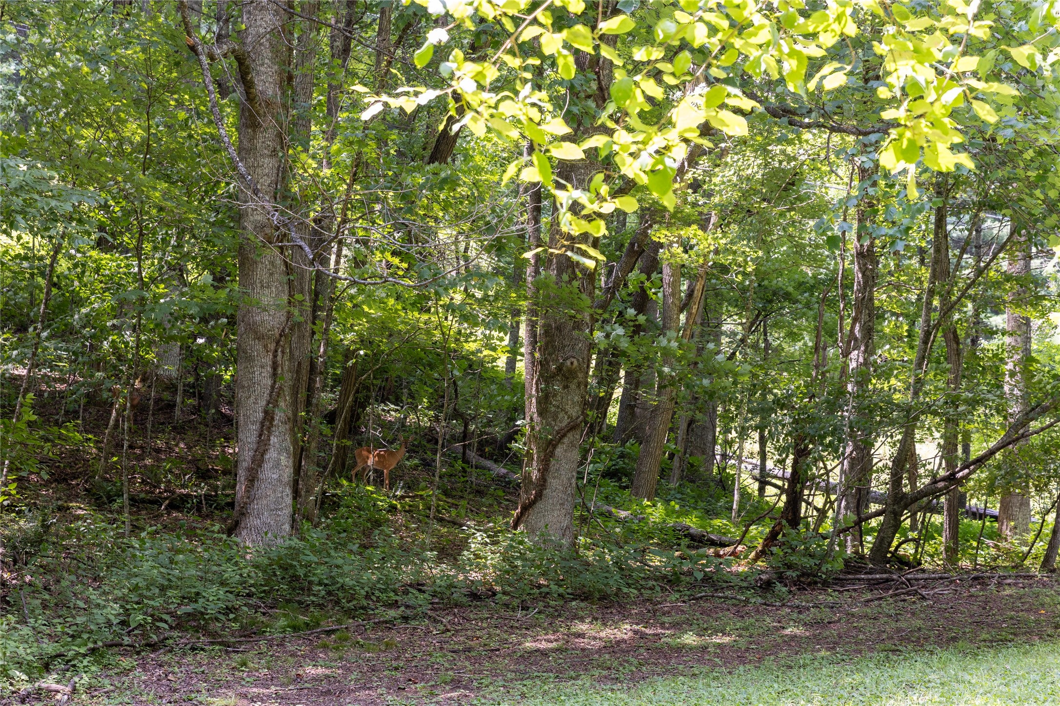 Tbd Aimless Hl Road Cashiers, NC 28717 - Photo 25 of 43 Gallery Image 25