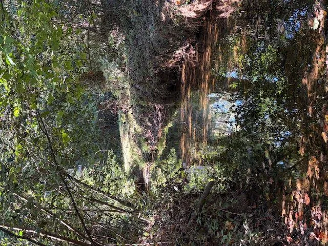 a view of a tree in a forest