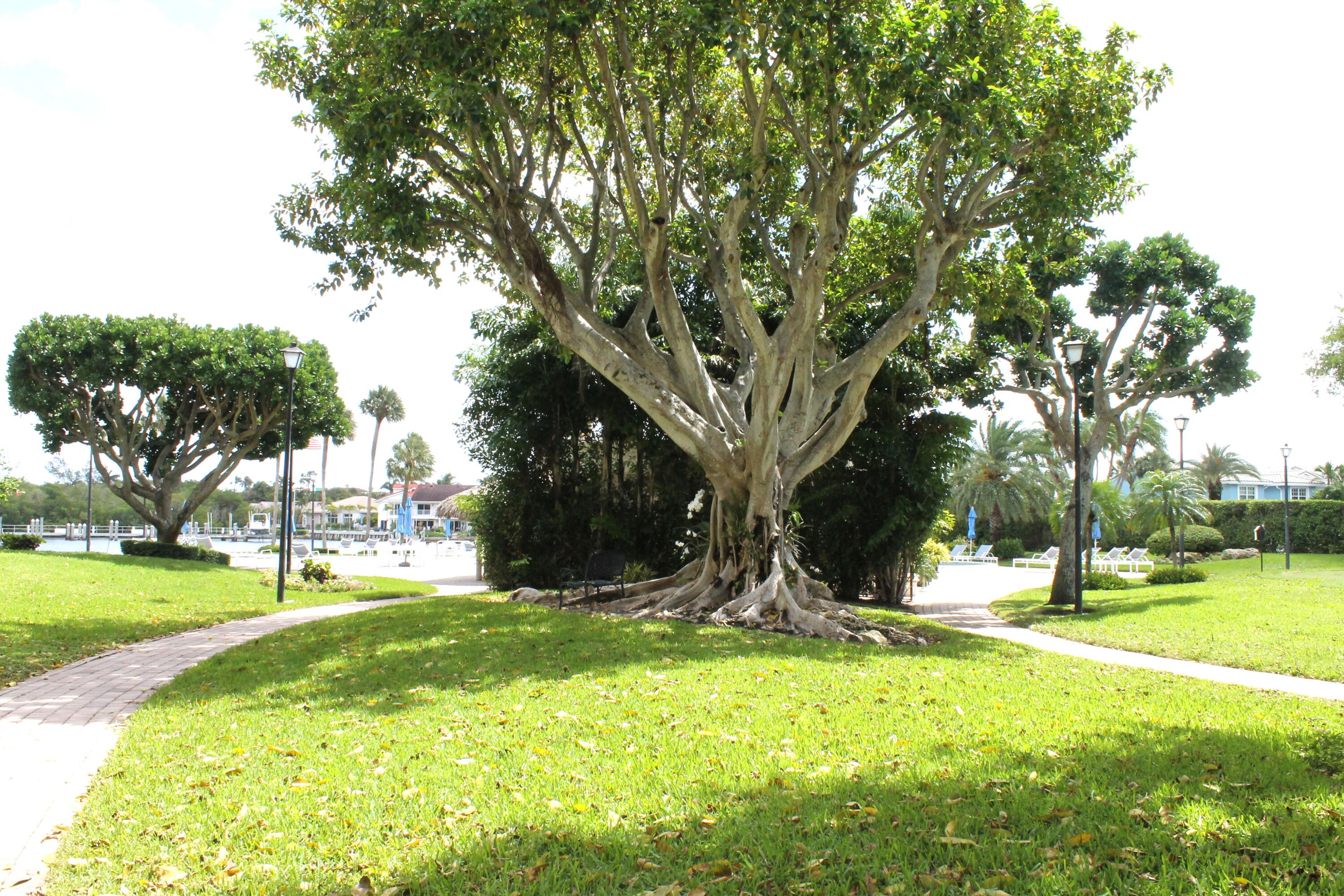 859 Jeffery Street, Unit 311 Boca Raton, FL 33487 - Photo 26 of 32 a view of a fire pit with large trees