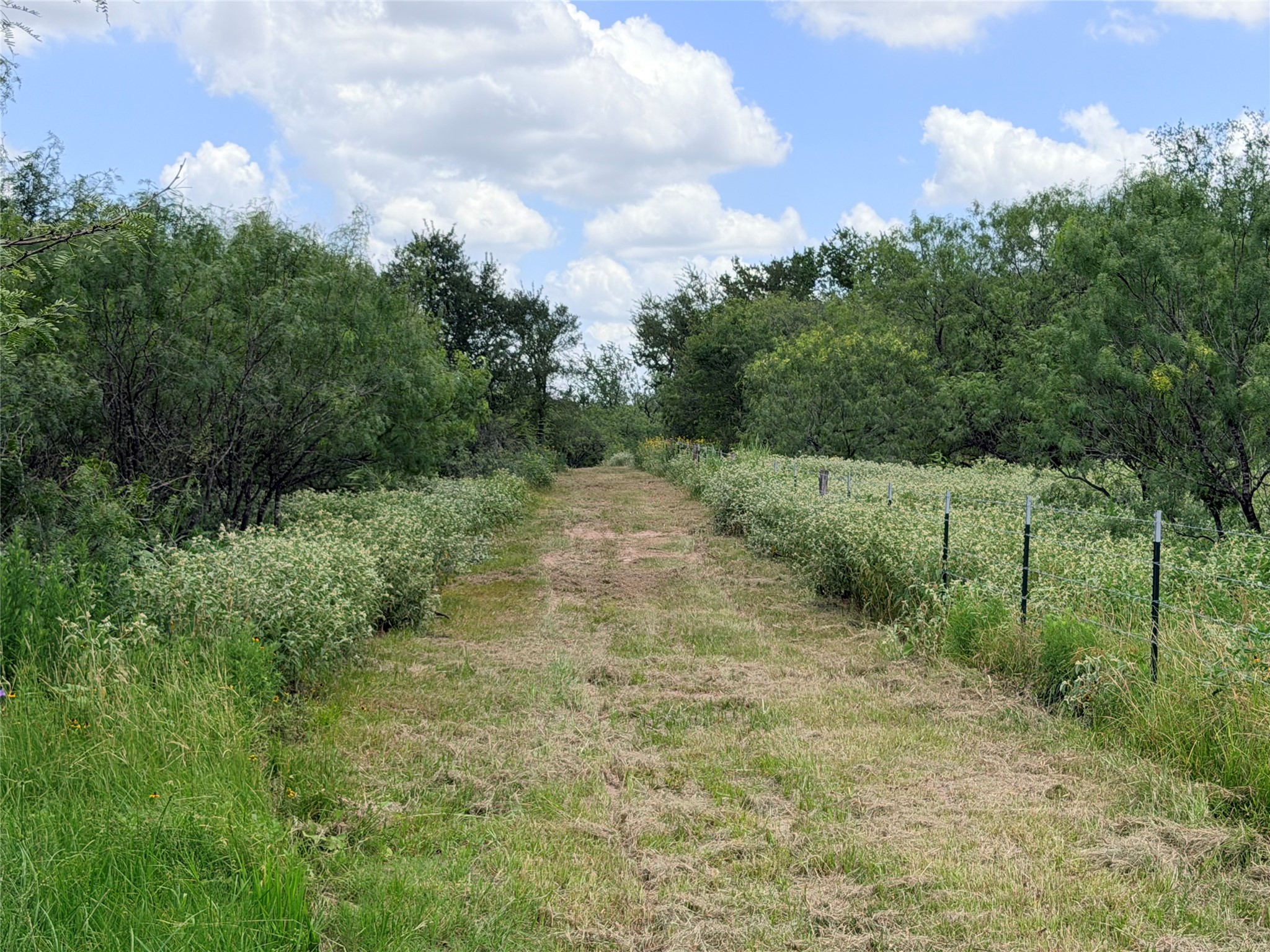 150 Pumper Road Luling, TX 78648 - Photo 11 of 24 A well-maintained natural path guides through verdant foliage under an open sky.