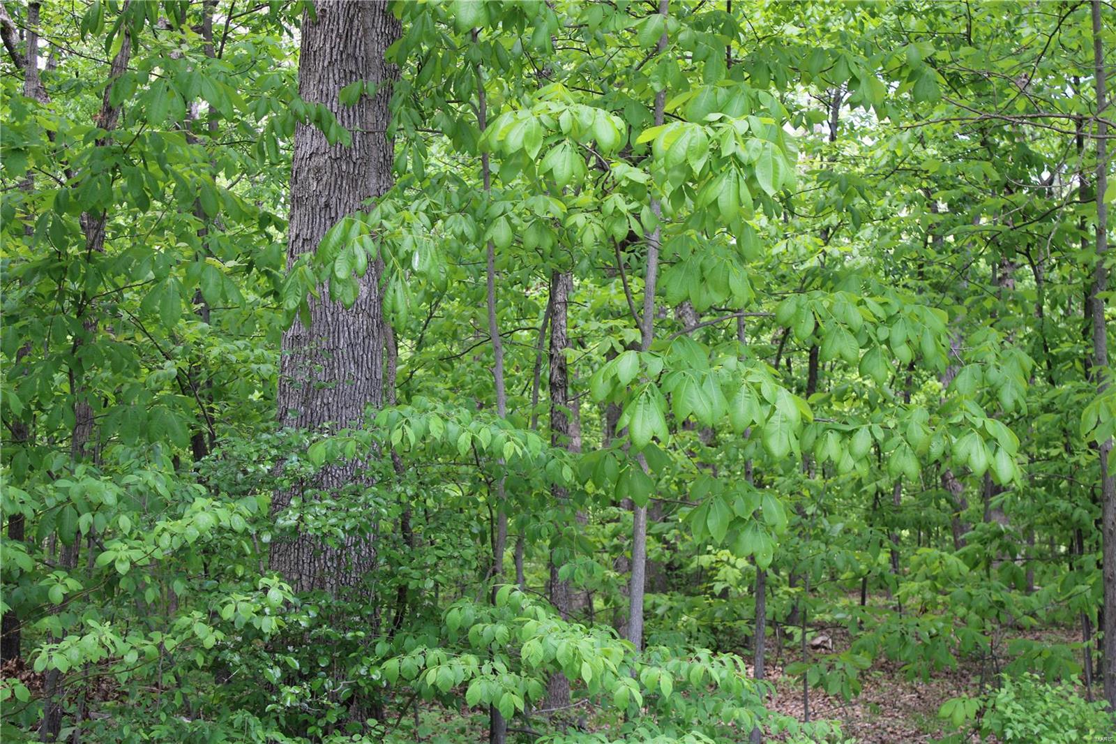 7406 Bottoms Road New Athens, IL 62264 - Photo 10 of 31