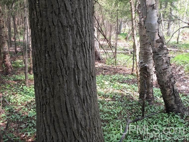 Tbd West Ridge Road Grand Marais, MI 49839 - Photo 7 of 12 Gallery Image 7