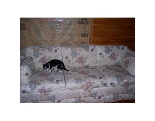 19 Whittier Road Belfast, ME 04915 - Photo 15 of 21 Living Room. Cute Kitty Not Included