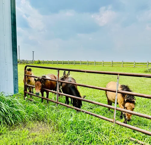a view of swimming pool with a garden and plants