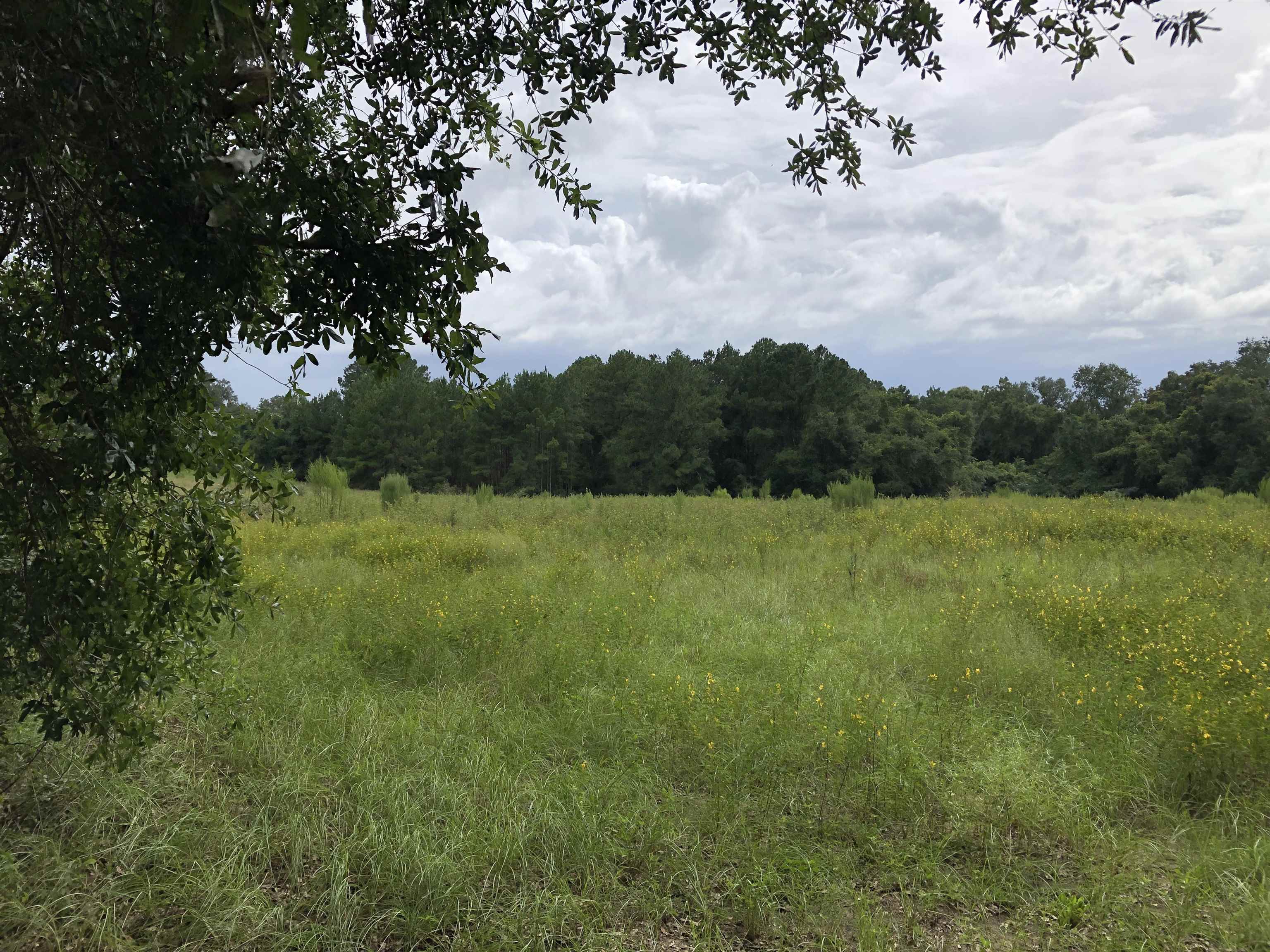 South Salt Road Monticello, FL 32344 - Photo 1 of 5