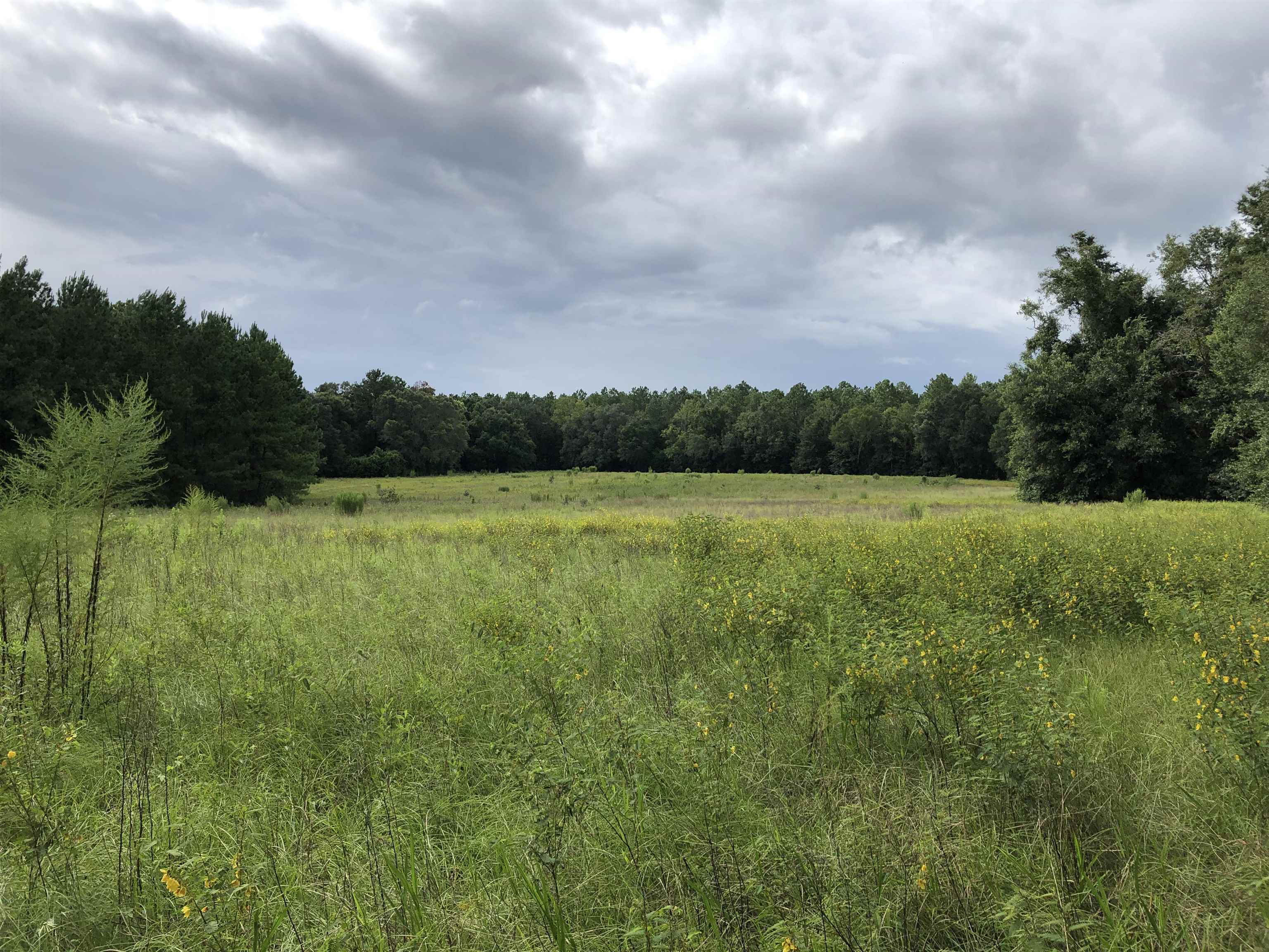 South Salt Road Monticello, FL 32344 - Photo 2 of 5