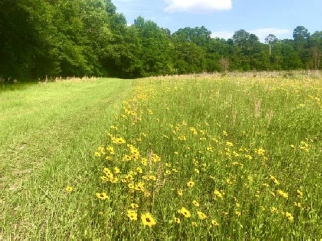 South Salt Road Monticello, FL 32344 - Photo 4 of 5