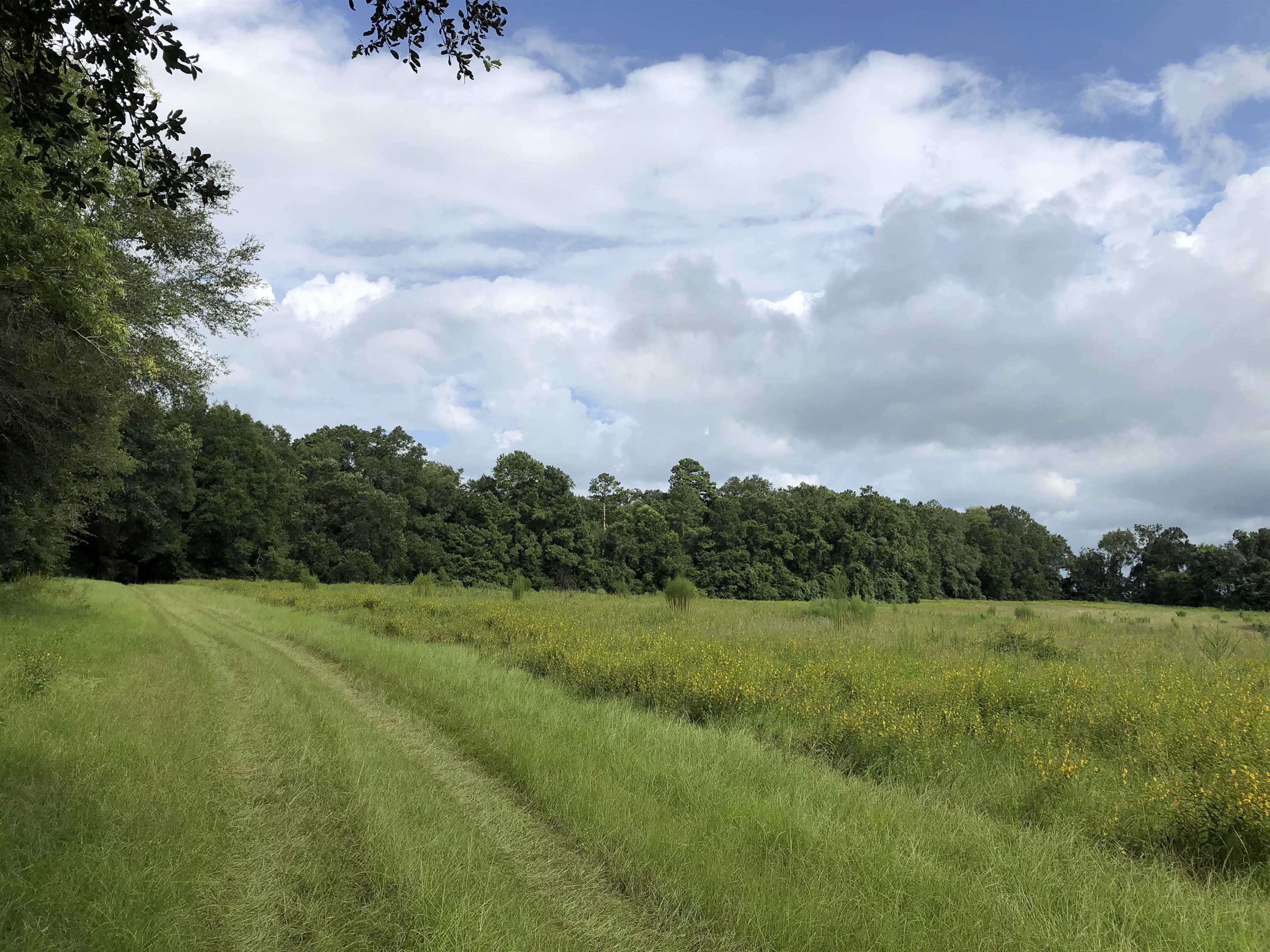 South Salt Road Monticello, FL 32344 - Photo 5 of 5