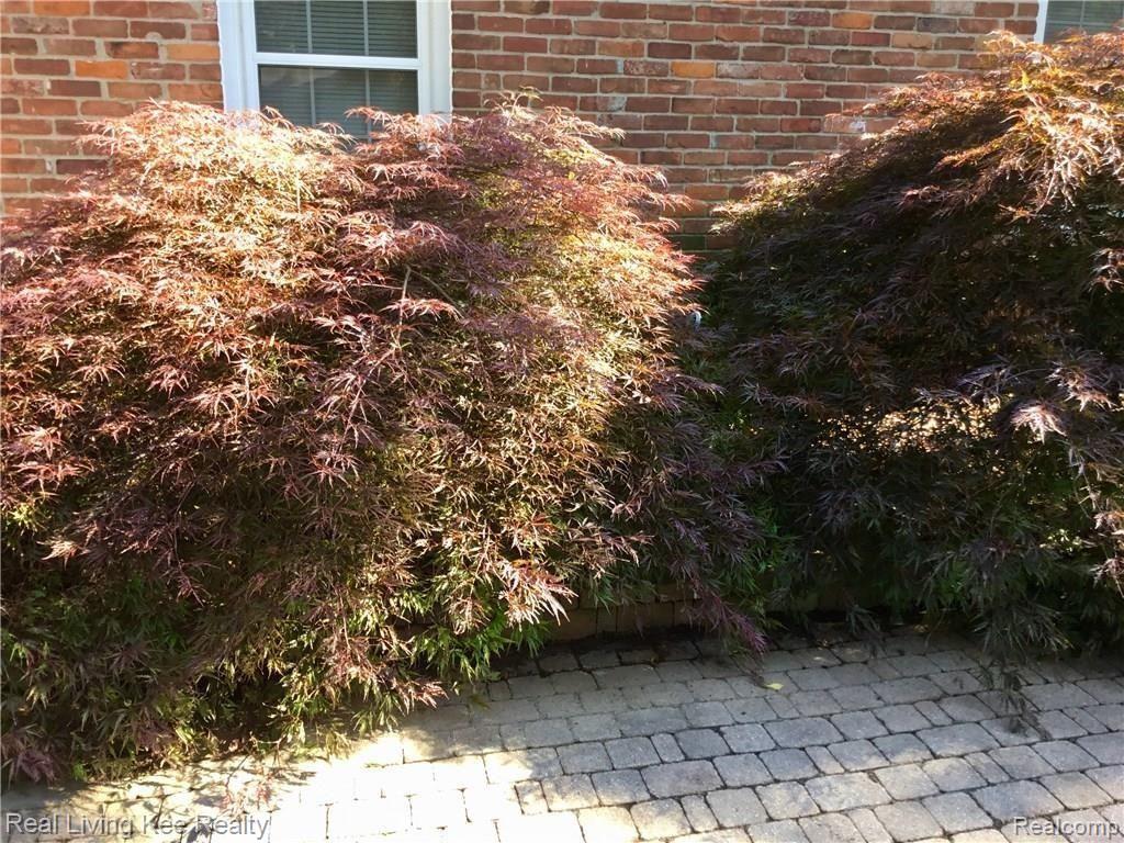 371 Maplehill Road Rochester, MI 48306 - Photo 12 of 24 Japanese Maples.jpg
