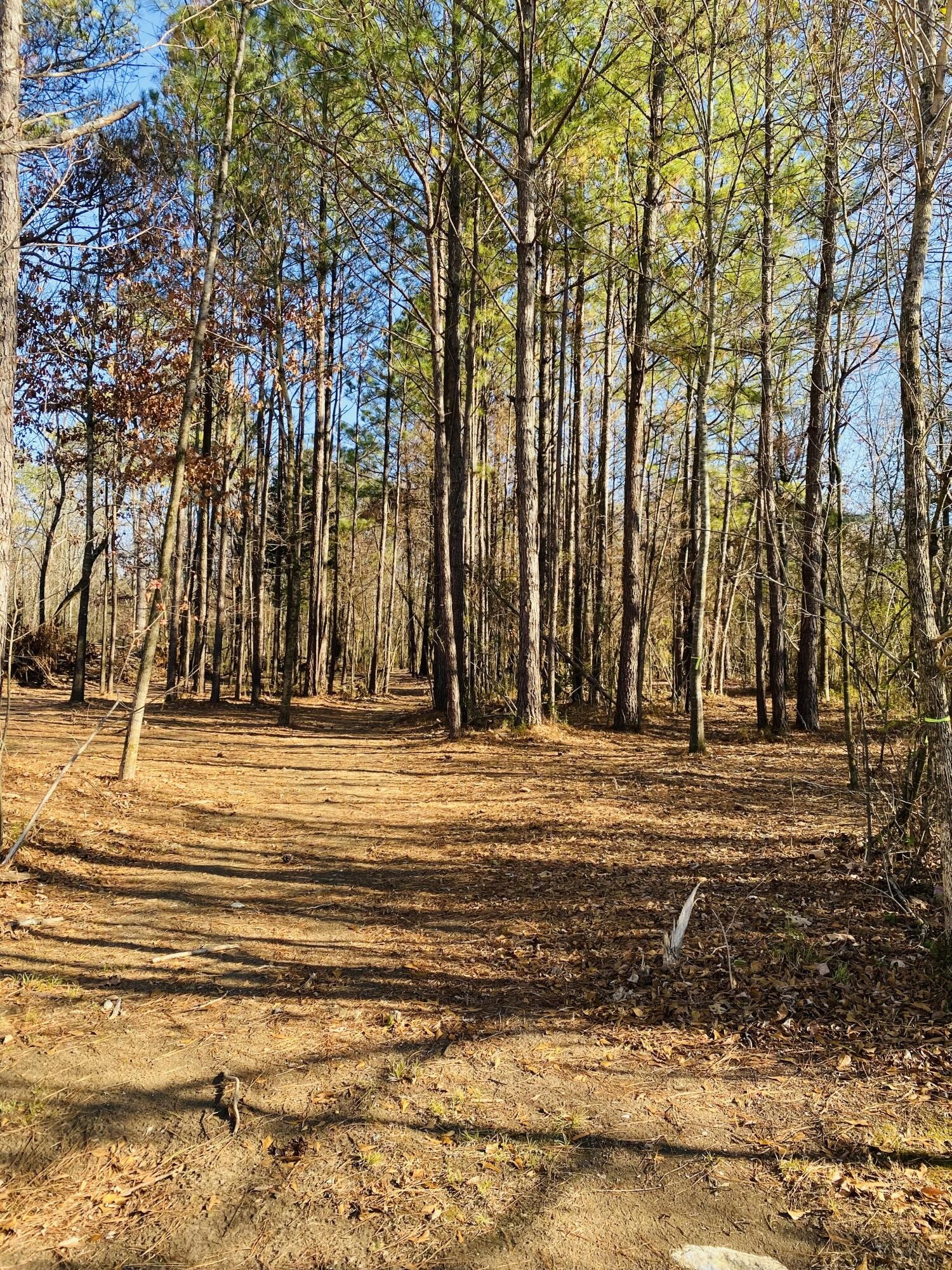 725 Durkee Road Southeast Cleveland, TN 37323 - Photo 3 of 24 a view of outdoor space with trees