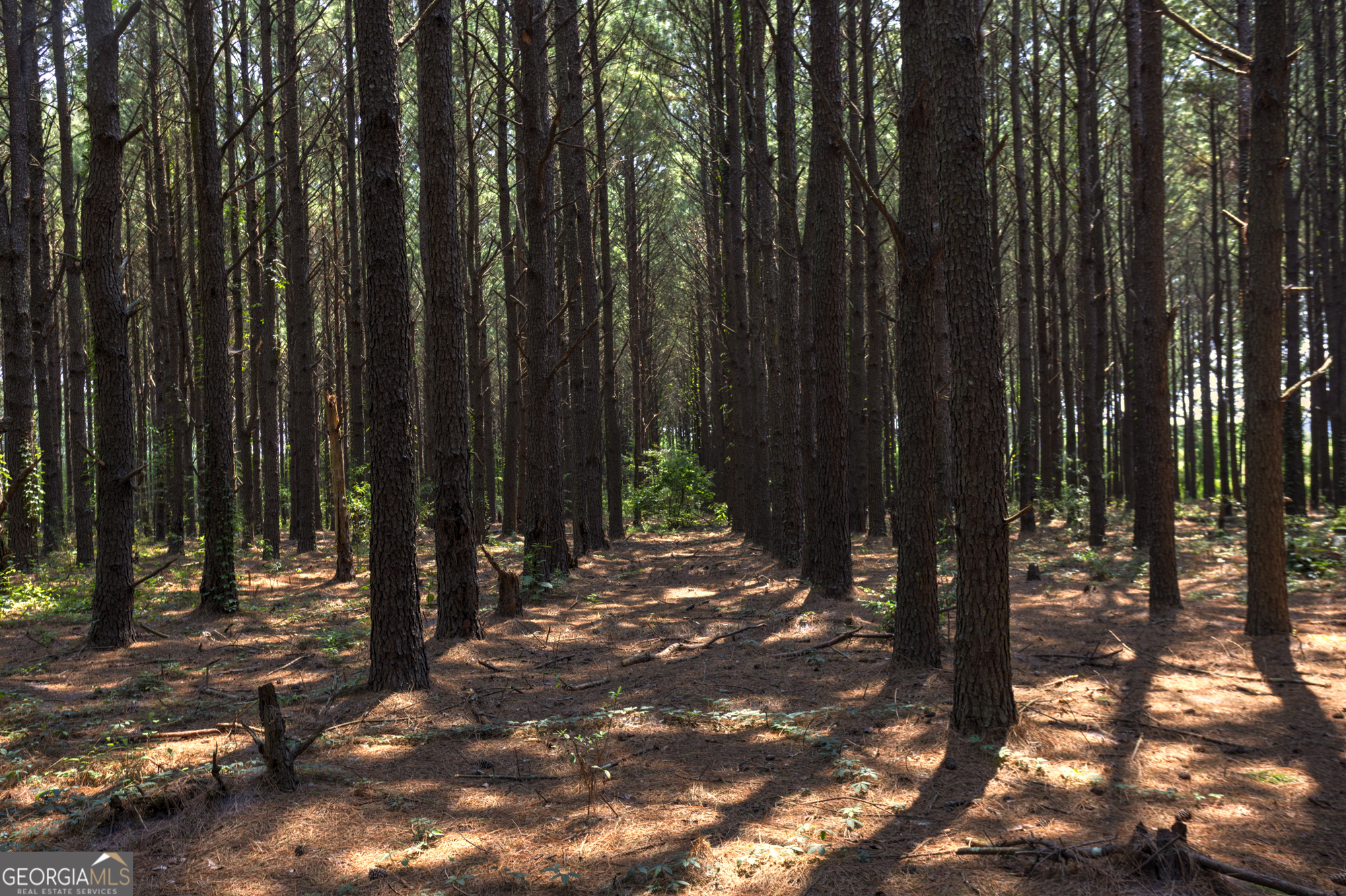 0 Northern County Line Road Unadilla, GA 31091 - Photo 3 of 6 Gallery Image 3