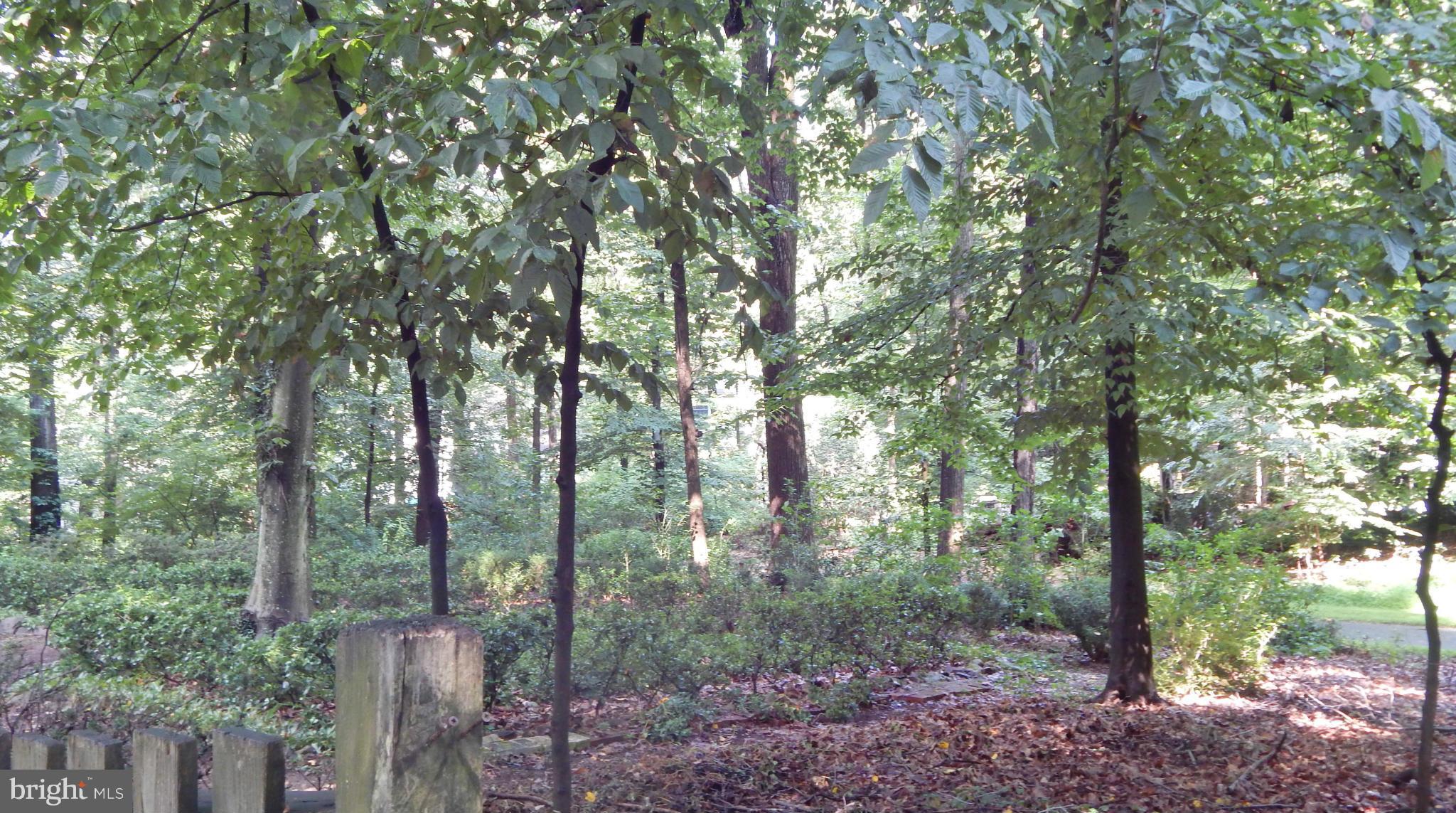 6032 Stevens Forest Road Columbia, MD 21045 - Photo 28 of 29 a view of forest