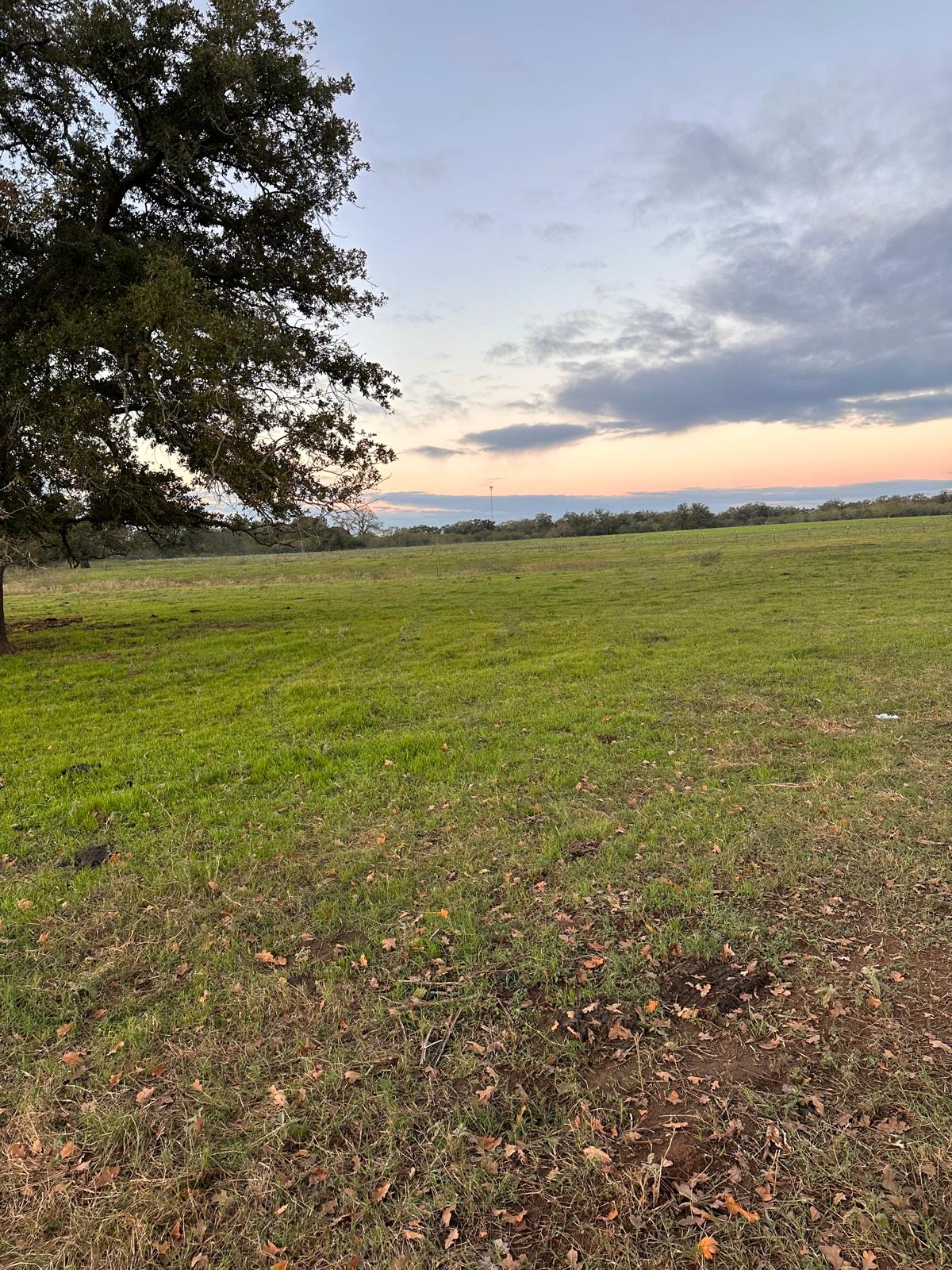 957 Johnson Farms Road Harwood, TX 78632 - Photo 13 of 15 Expansive green pastureland with a prominent mature tree in the foreground