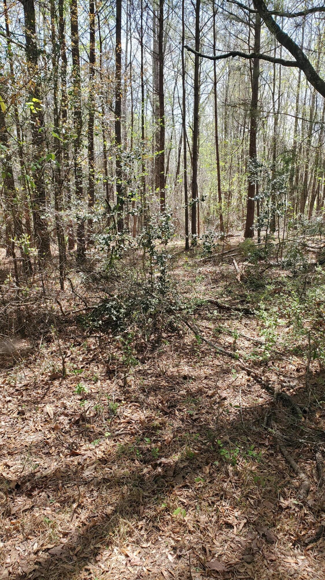 1914 Dotson Road Jasper, AL 35504 - Photo 5 of 8 Gallery Image 5
