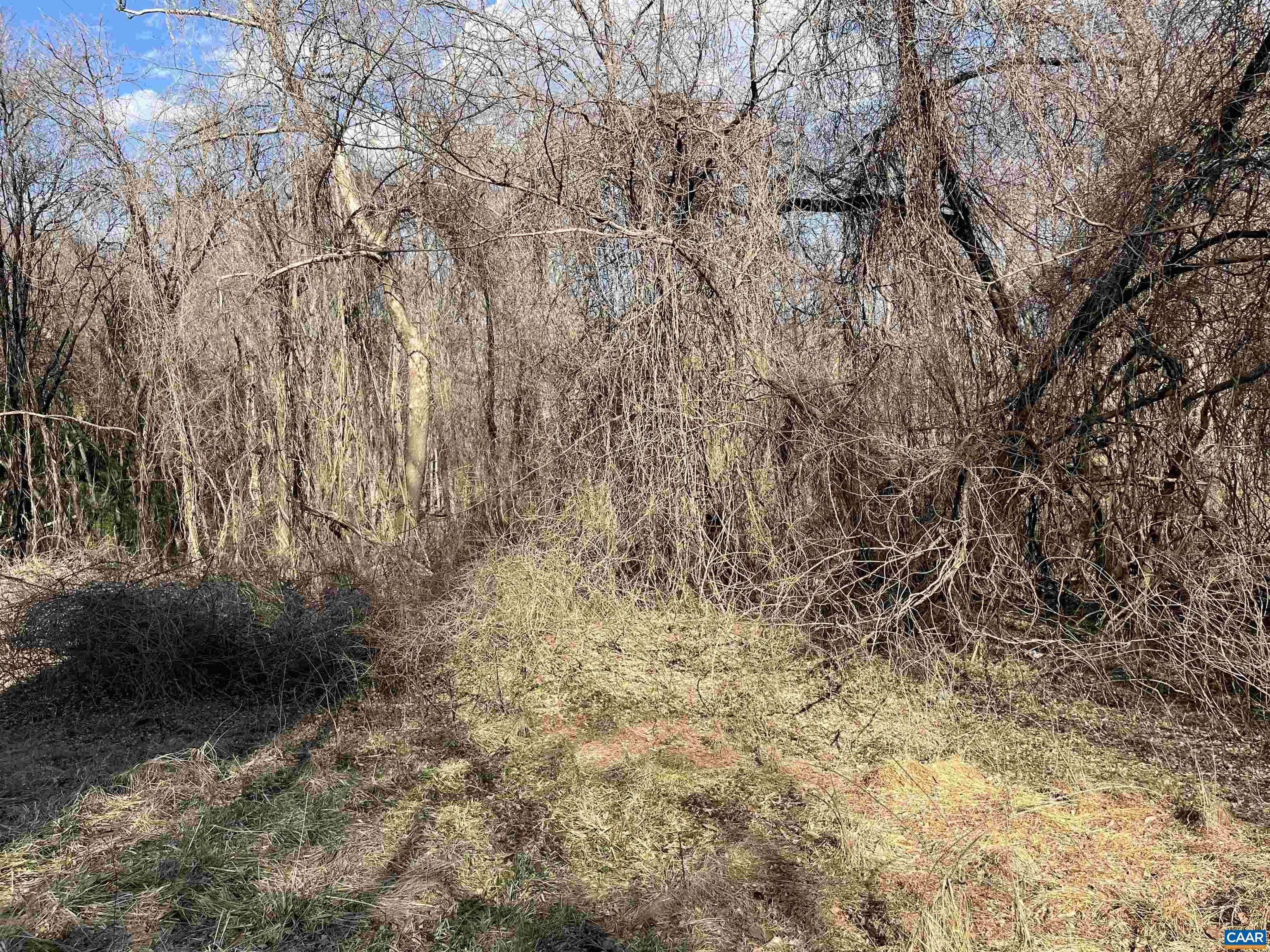 7195 Porters Road Esmont, VA 22937 - Photo 8 of 12 a view of bushes and trees