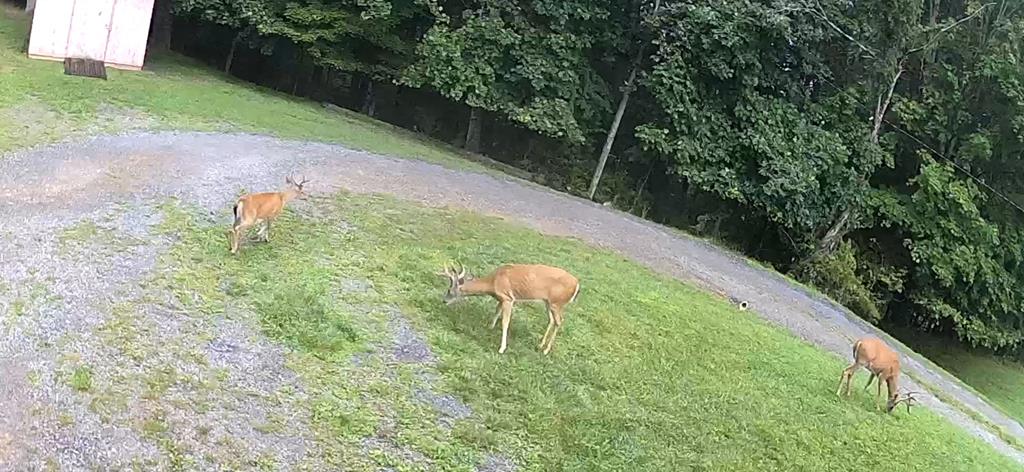 819 Crowe Hollow Road Atkins, VA 24311 - Photo 20 of 20 Gallery Image 20
