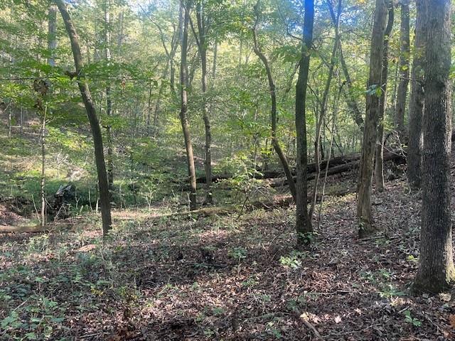 616 Gibson Trail Jasper, GA 30143 - Photo 12 of 15 a view of a forest filled with trees