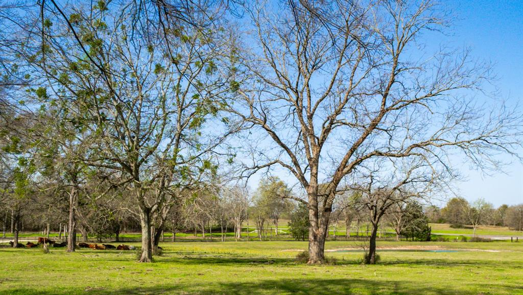 141 Lcr 405 Mexia, TX 76667 - Photo 4 of 40 a view of yard with trees