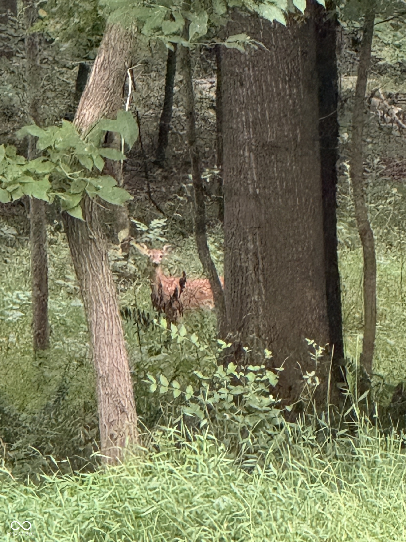7811 Bean Blossom Road Trafalgar, IN 46181 - Photo 52 of 57
