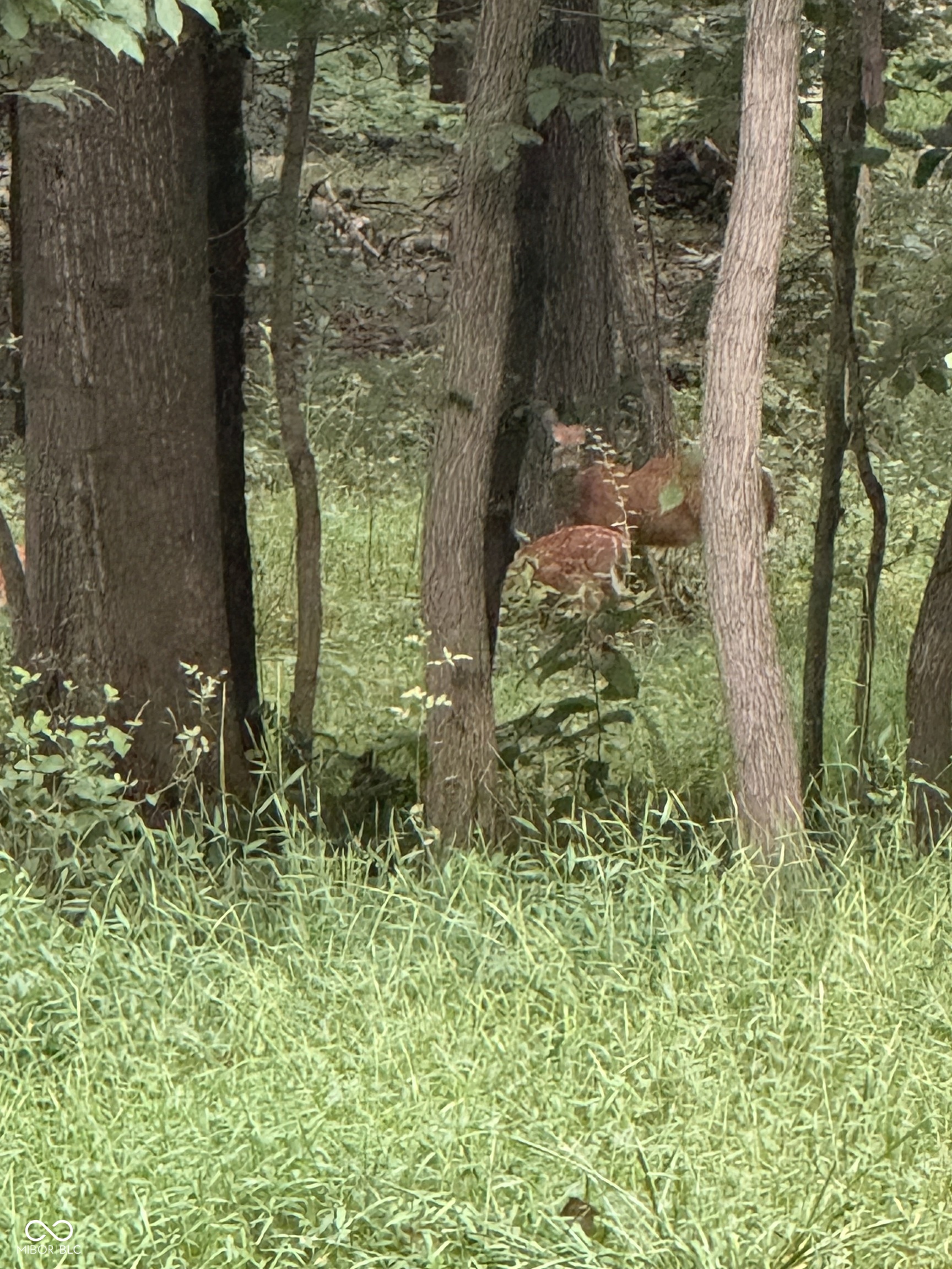 7811 Bean Blossom Road Trafalgar, IN 46181 - Photo 53 of 57