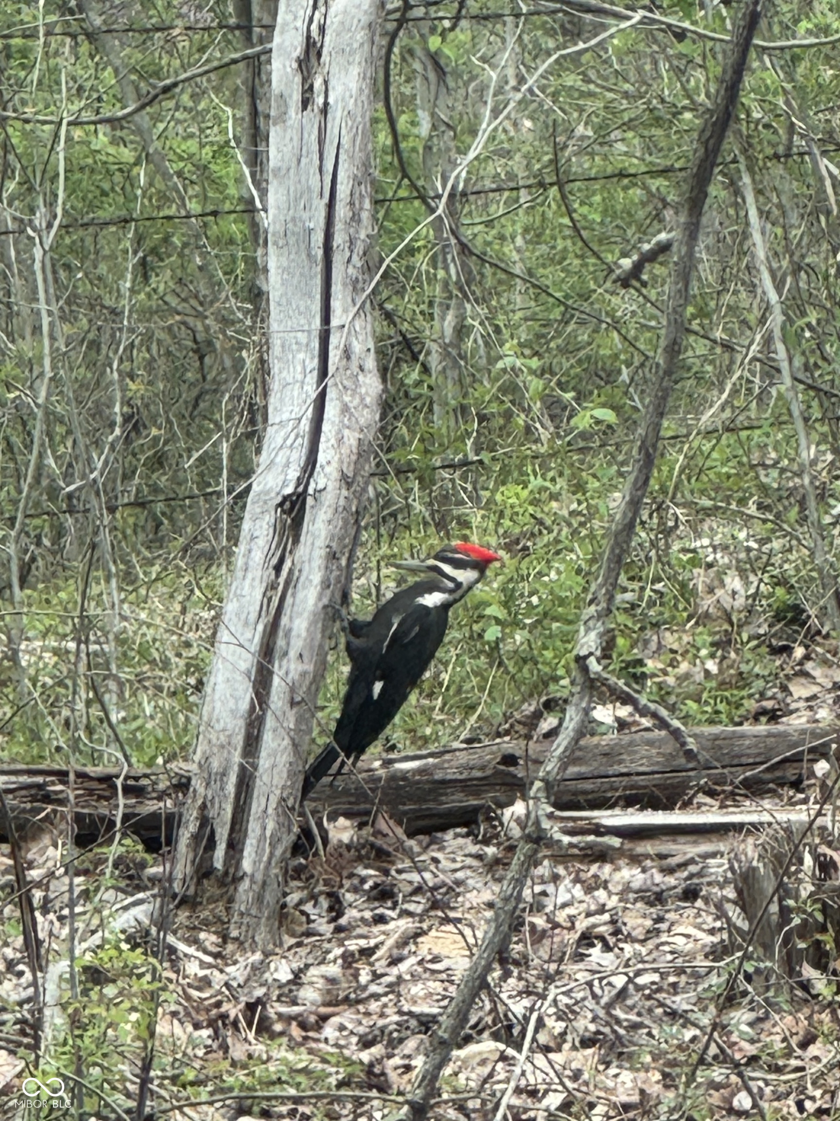 7811 Bean Blossom Road Trafalgar, IN 46181 - Photo 54 of 57