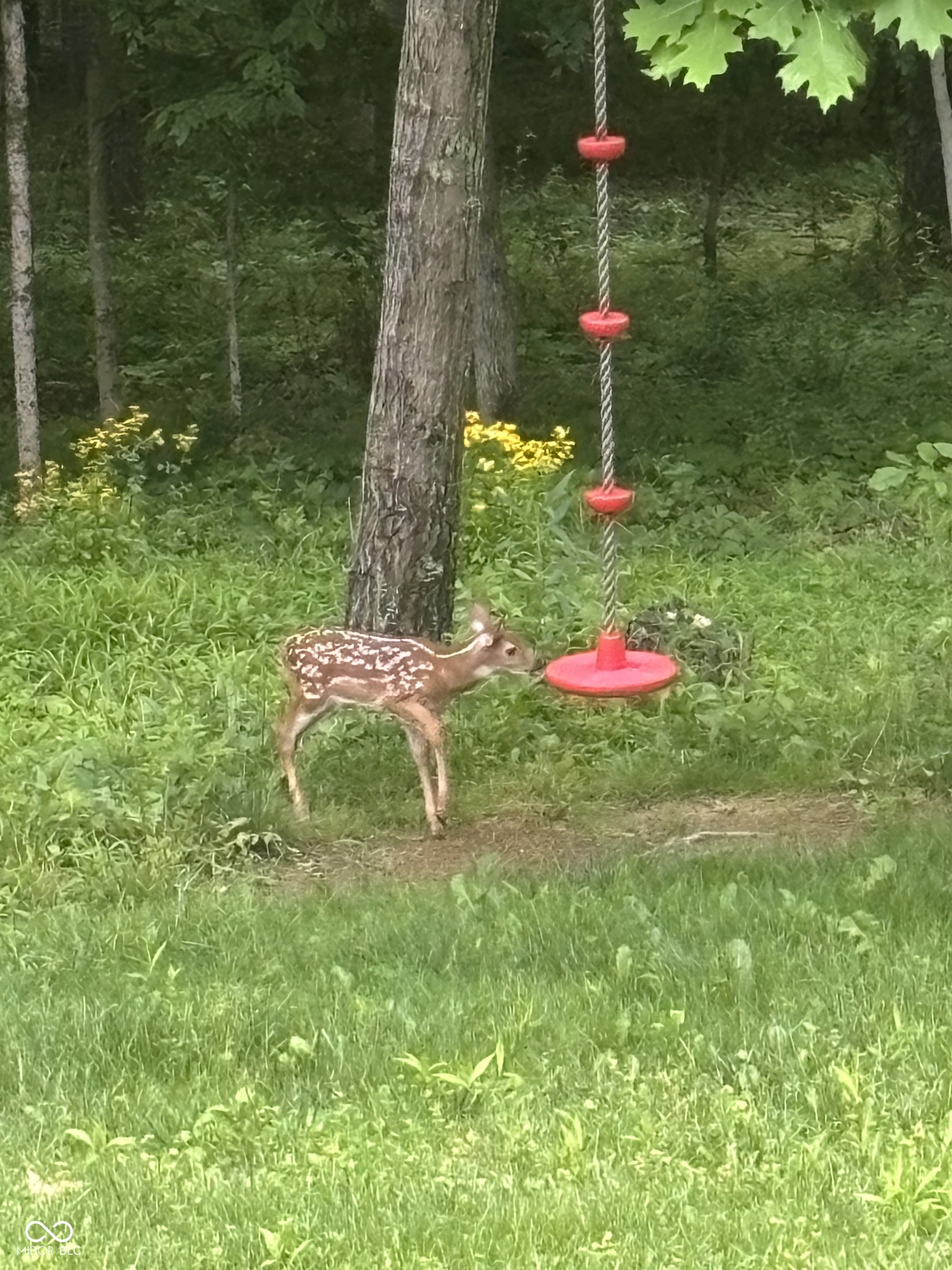 7811 Bean Blossom Road Trafalgar, IN 46181 - Photo 55 of 57