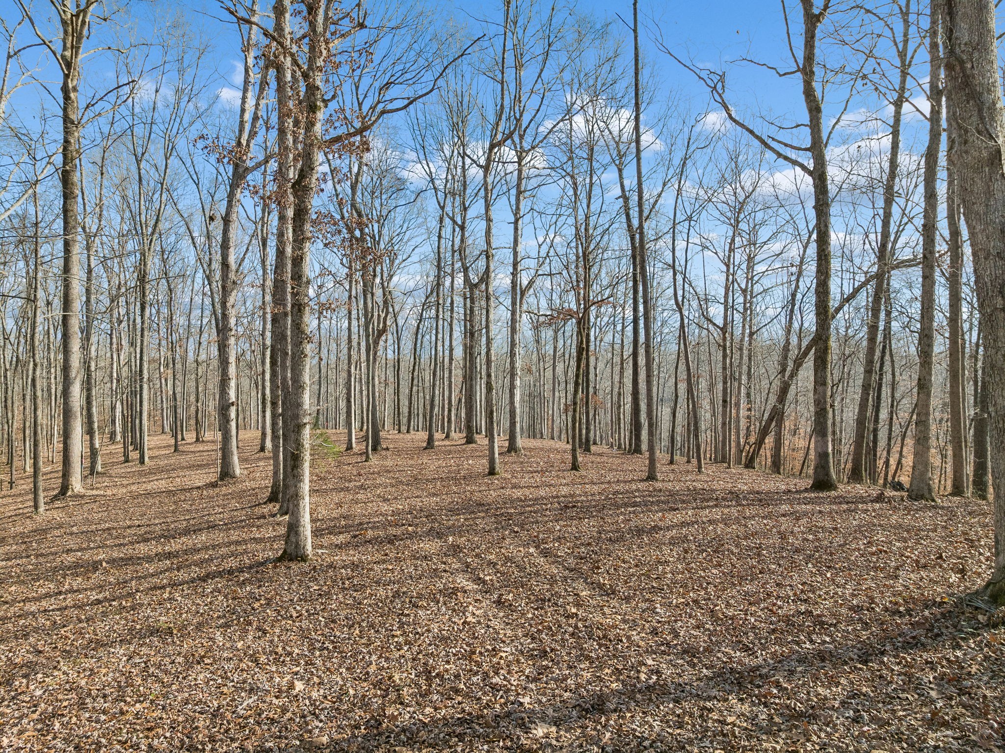 2 Peach Hollow Road Franklin, TN 37064 - Photo 12 of 29 a view of a backyard with large trees