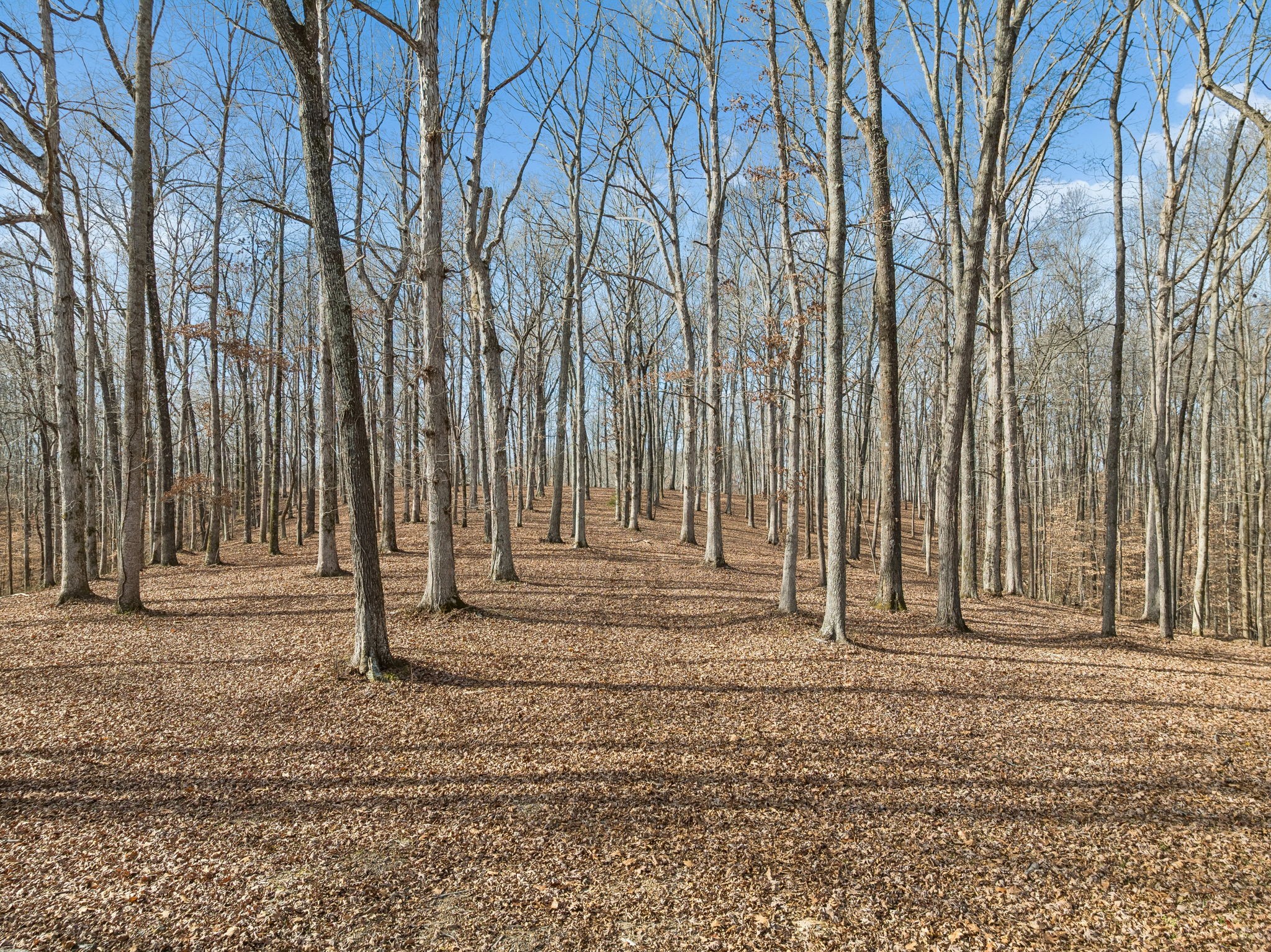 2 Peach Hollow Road Franklin, TN 37064 - Photo 9 of 29 a white house with a trees in front of it