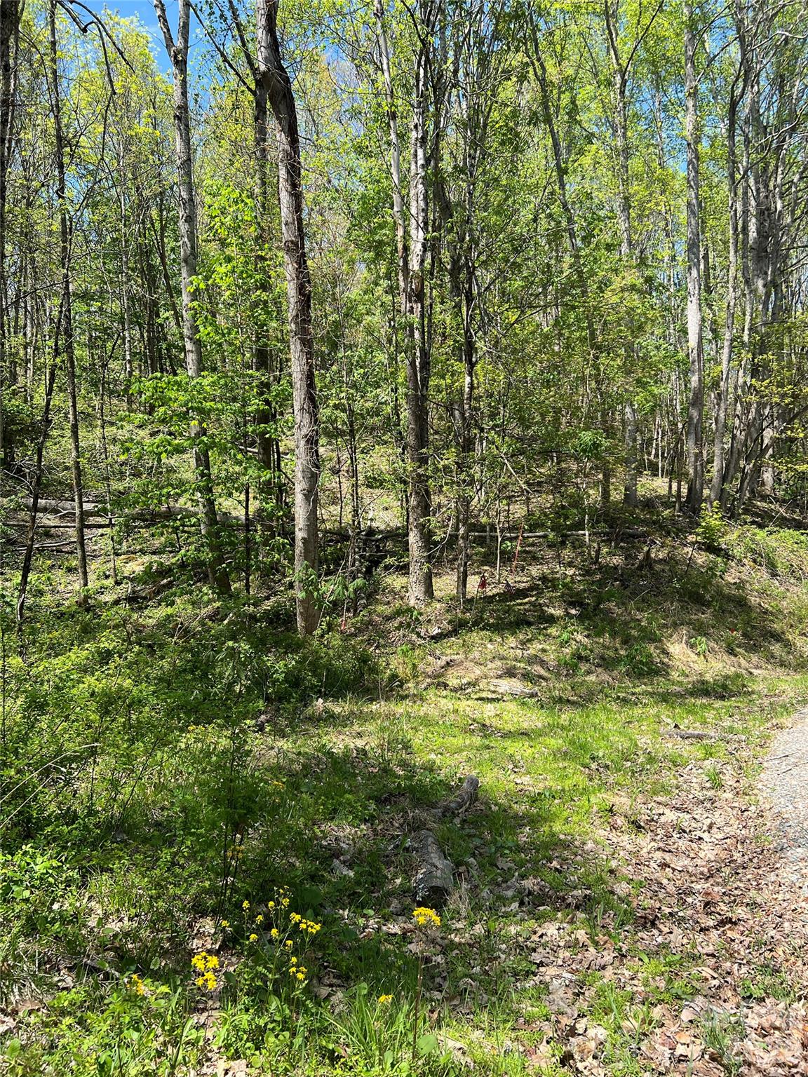 Lot#34 Buckeye Creek Road, Unit 34 Elk Park, NC 28622 - Photo 14 of 23
