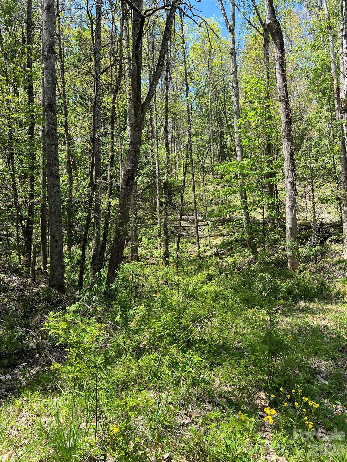 Lot#34 Buckeye Creek Road, Unit 34 Elk Park, NC 28622 - Photo 15 of 23