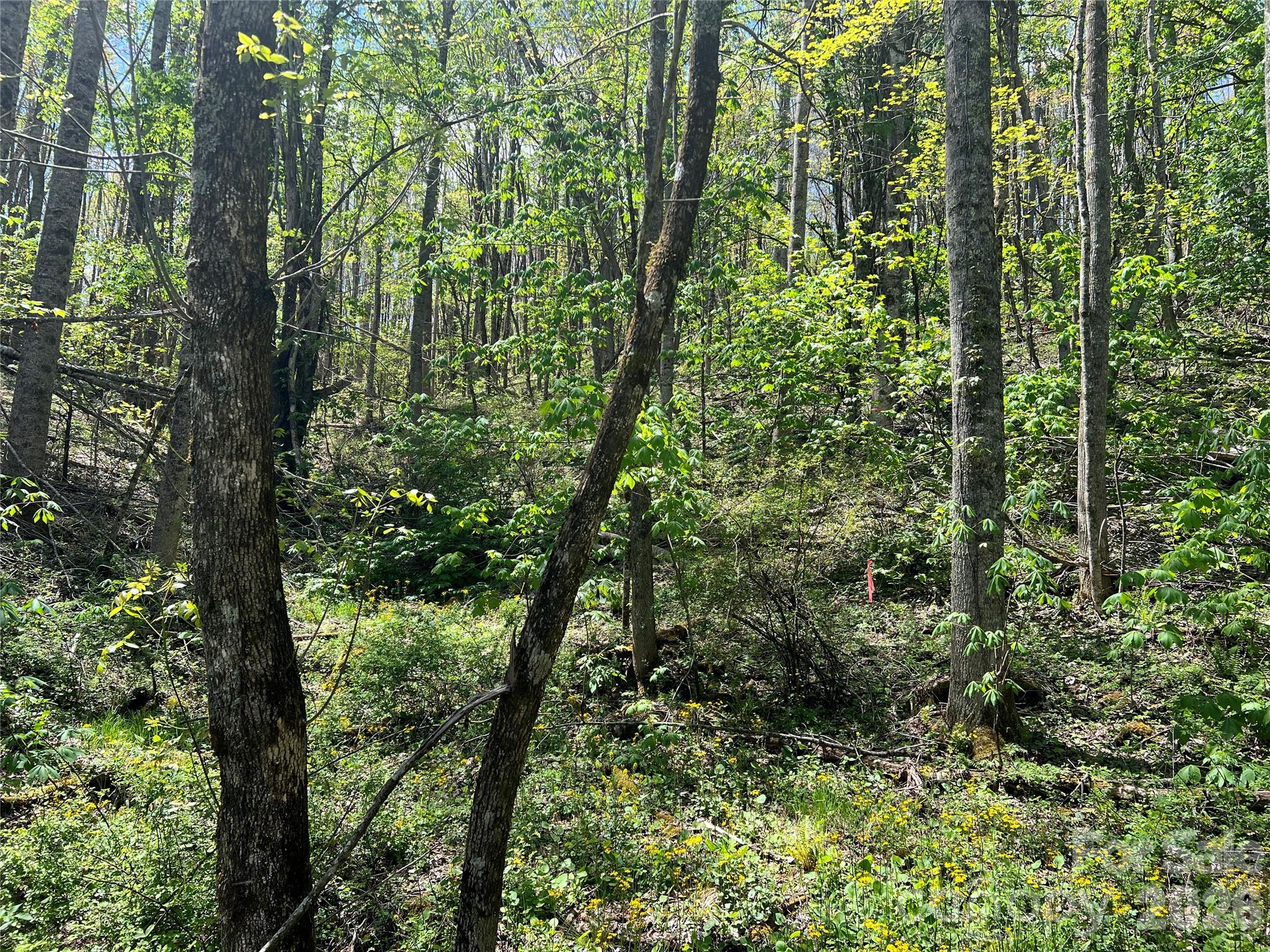 Lot#34 Buckeye Creek Road, Unit 34 Elk Park, NC 28622 - Photo 4 of 23