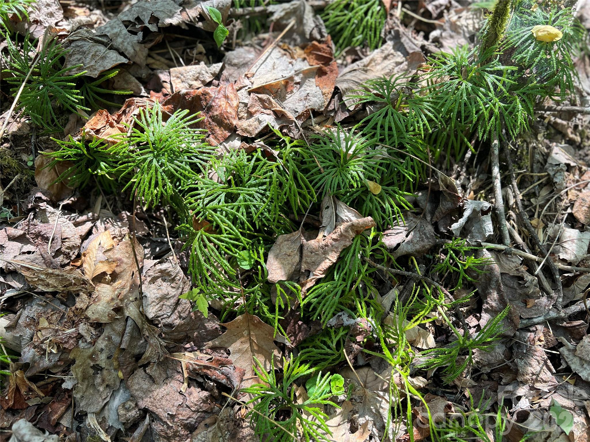 Lot#34 Buckeye Creek Road, Unit 34 Elk Park, NC 28622 - Photo 5 of 23