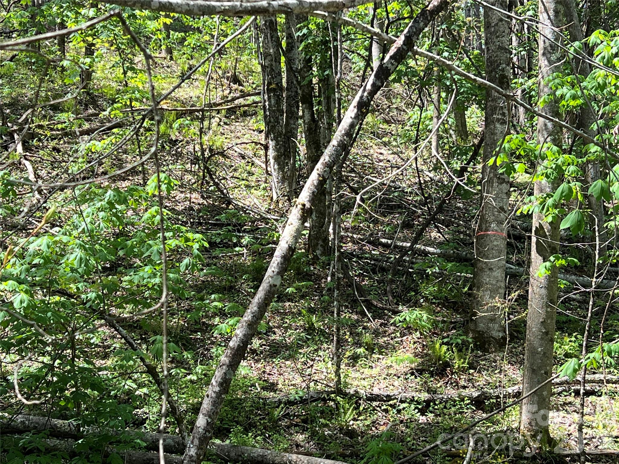 Lot#34 Buckeye Creek Road, Unit 34 Elk Park, NC 28622 - Photo 6 of 23
