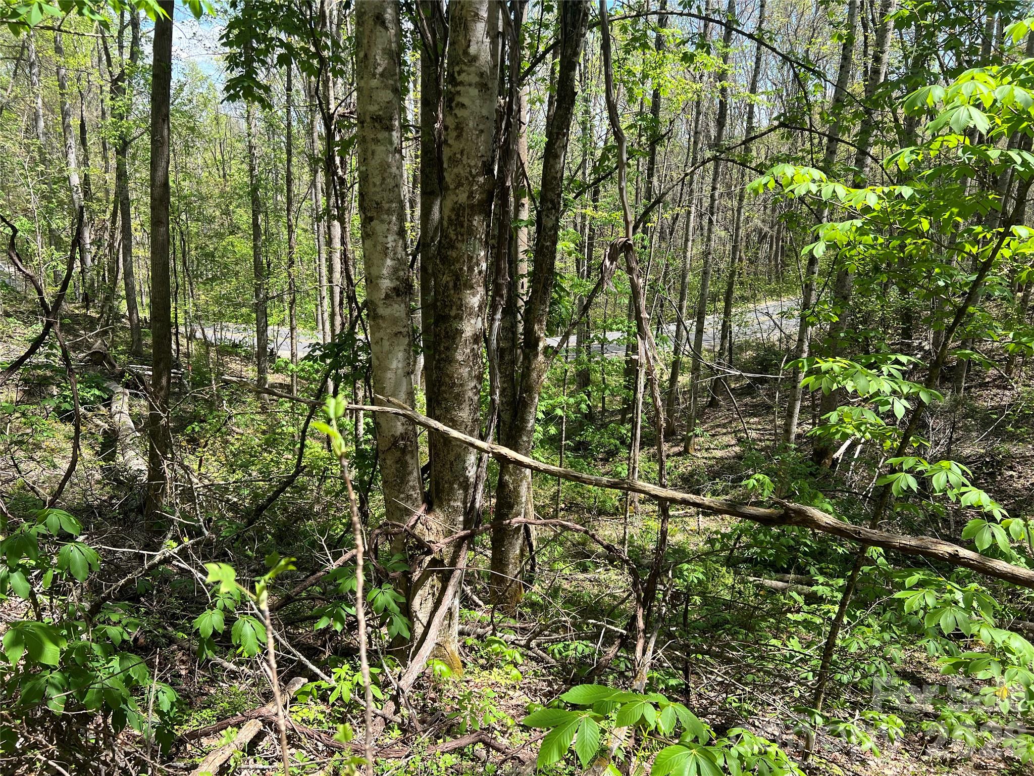 Lot#34 Buckeye Creek Road, Unit 34 Elk Park, NC 28622 - Photo 9 of 23