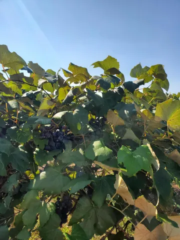 $499,900 | 374 Paw Paw Mi 49079, Paw Paw, MI 49079