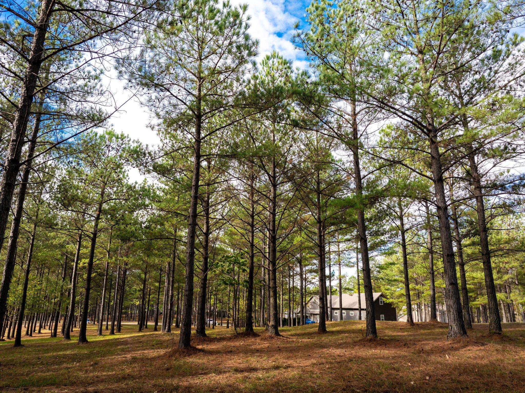 0 Deer Ridge Point Jasper, TN 37347 - Photo 19 of 32 19-web-or-mls-DJI_20241113113437_0227_D-