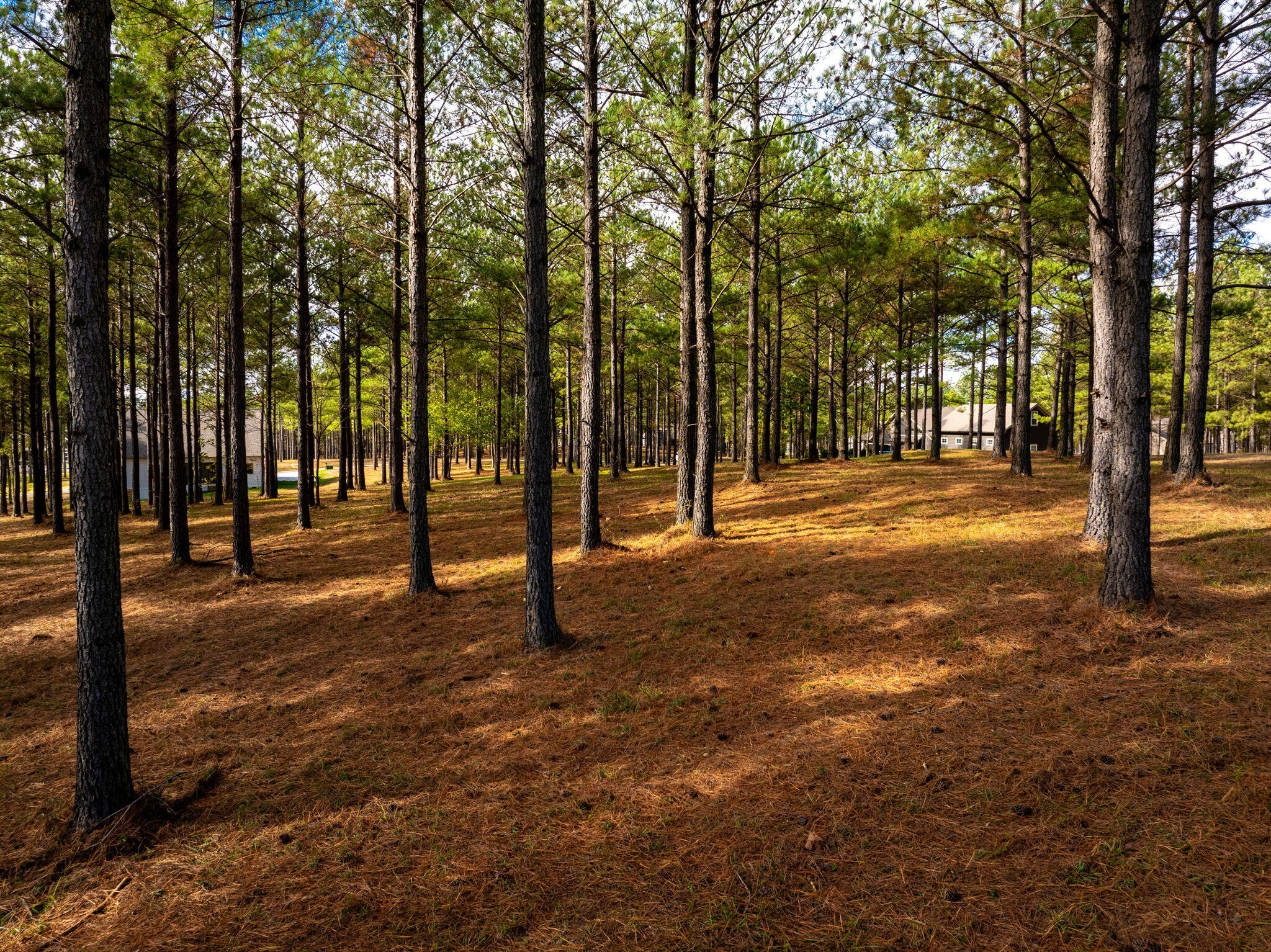 0 Deer Ridge Point Jasper, TN 37347 - Photo 20 of 32 20-web-or-mls-DJI_20241113113459_0228_D-