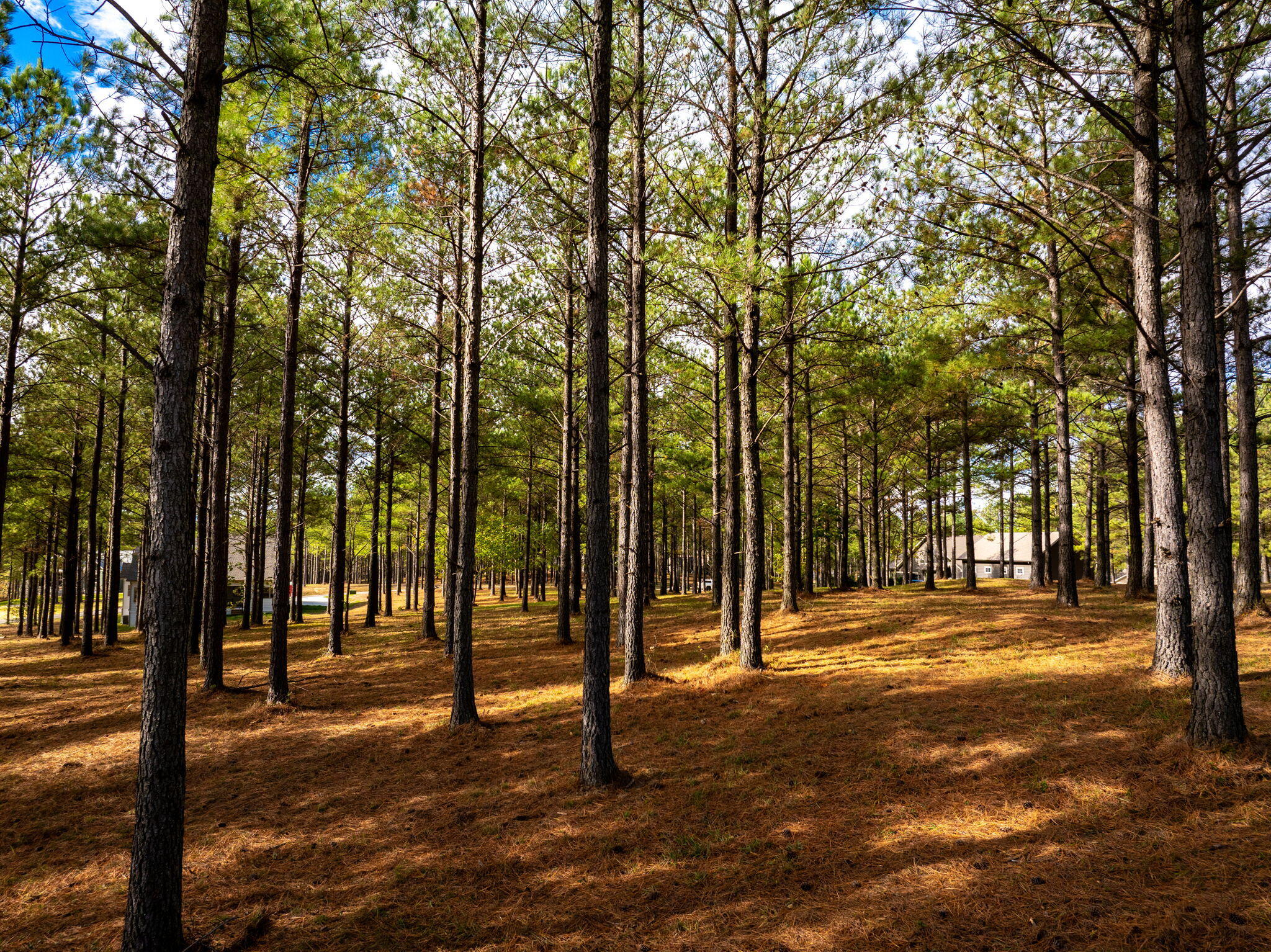 0 Deer Ridge Point Jasper, TN 37347 - Photo 21 of 32 21-web-or-mls-DJI_20241113113517_0229_D-