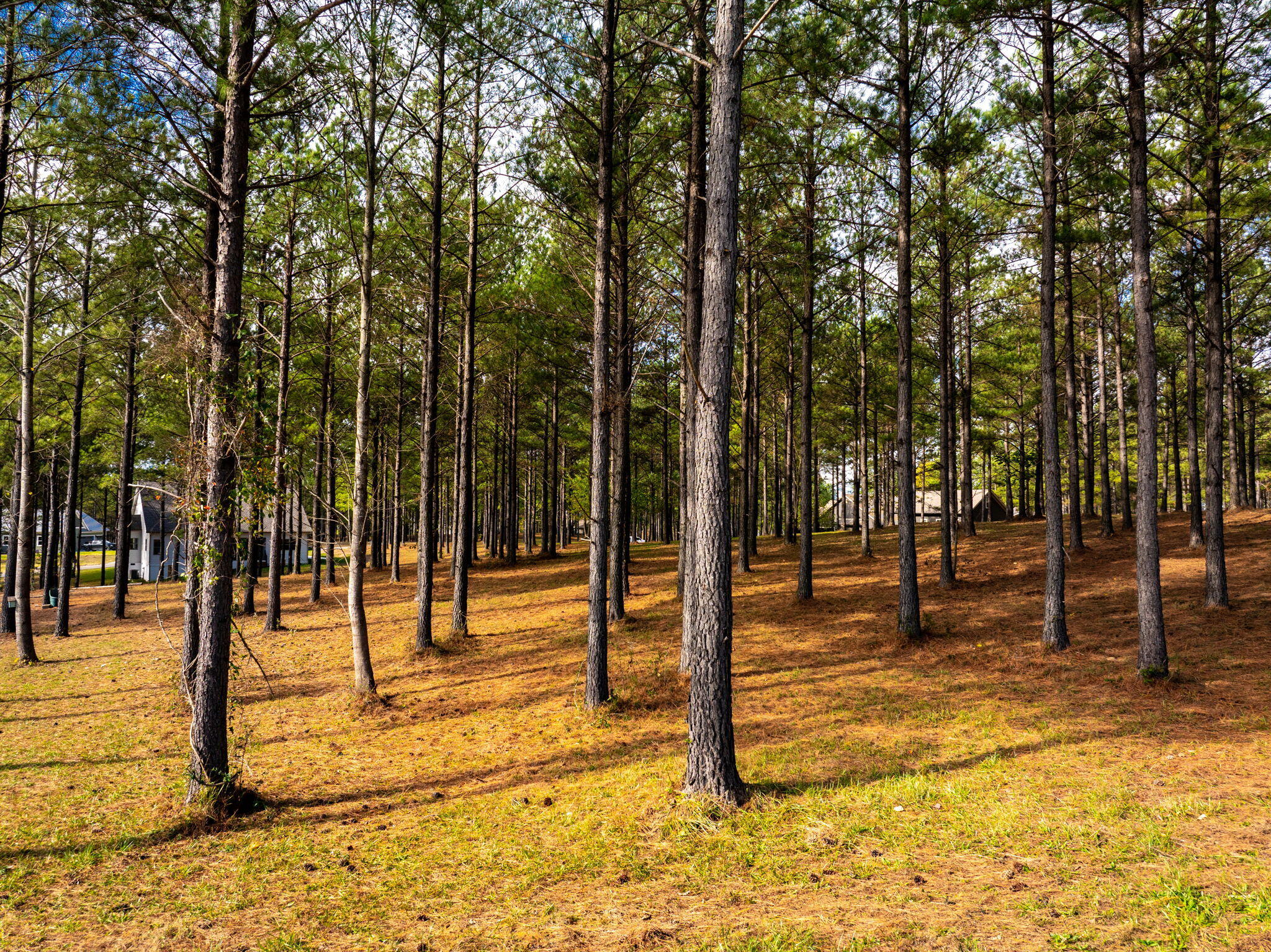0 Deer Ridge Point Jasper, TN 37347 - Photo 22 of 32 22-web-or-mls-DJI_20241113113543_0230_D-