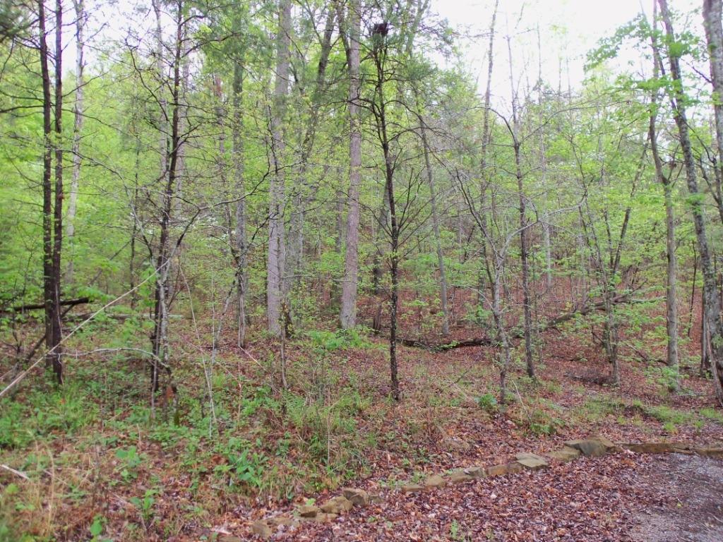 3220 Poor Valley Road Rutledge, TN 37861 - Photo 32 of 37 Woods Behind House