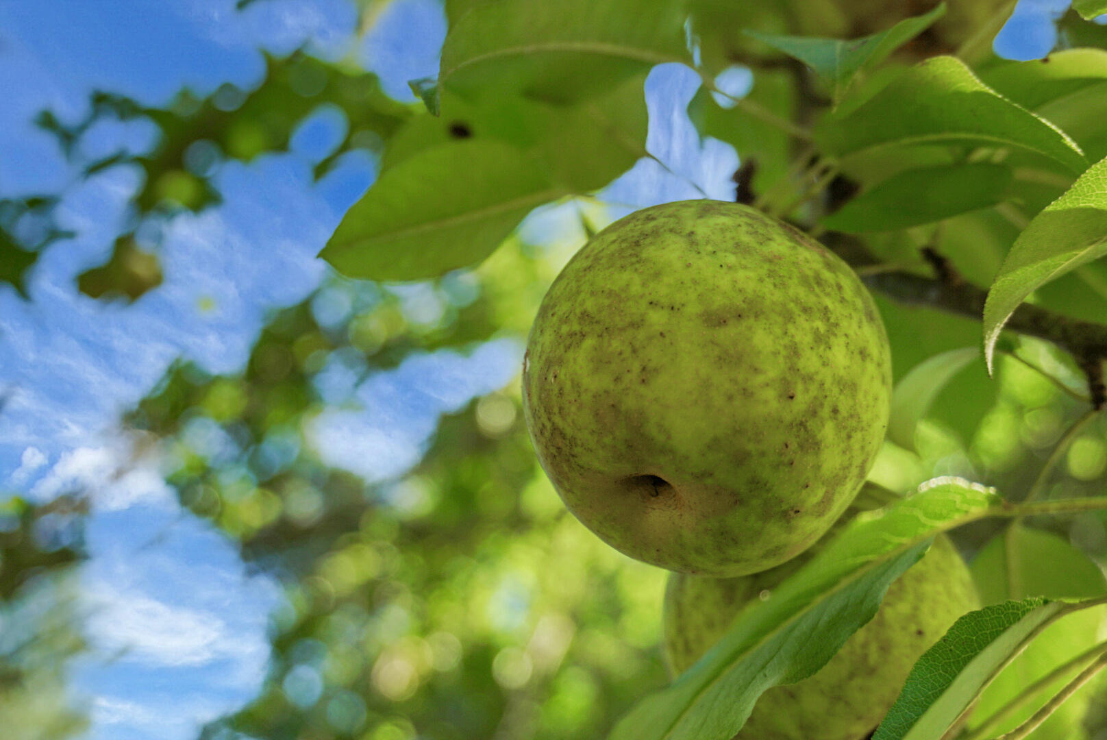 4428 Maple Ridge Road Walterboro, SC 29488 - Photo 17 of 63 DSC03167