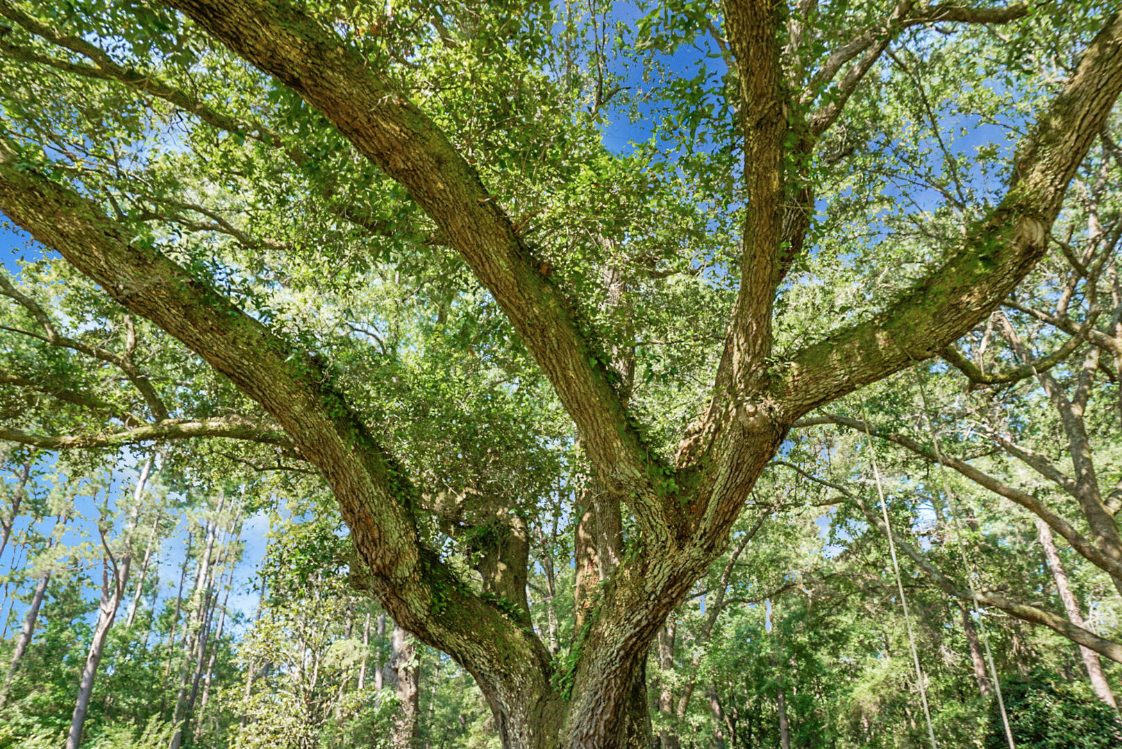 4428 Maple Ridge Road Walterboro, SC 29488 - Photo 21 of 63 DSC03188