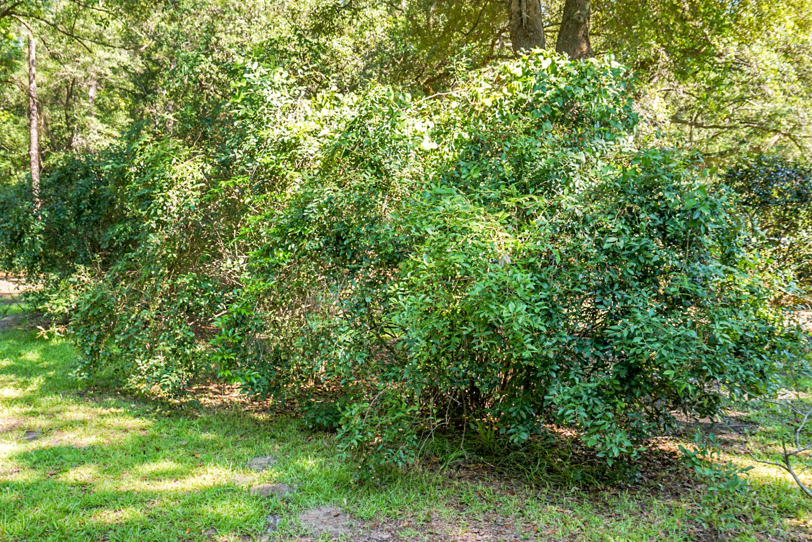 4428 Maple Ridge Road Walterboro, SC 29488 - Photo 59 of 63 DSC03332