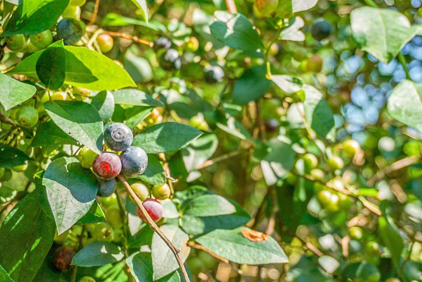 4428 Maple Ridge Road Walterboro, SC 29488 - Photo 60 of 63 DSC03338