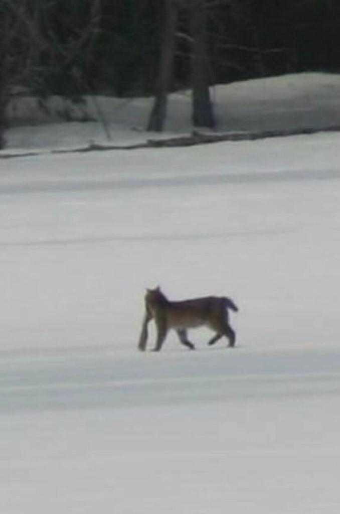 3 Merrill Brook Lane Howland, ME 04448 - Photo 65 of 77 bob cat with fish