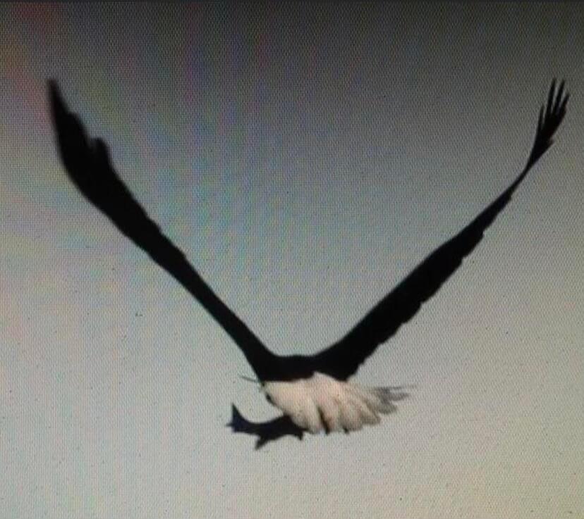 3 Merrill Brook Lane Howland, ME 04448 - Photo 66 of 77 eagle w fish