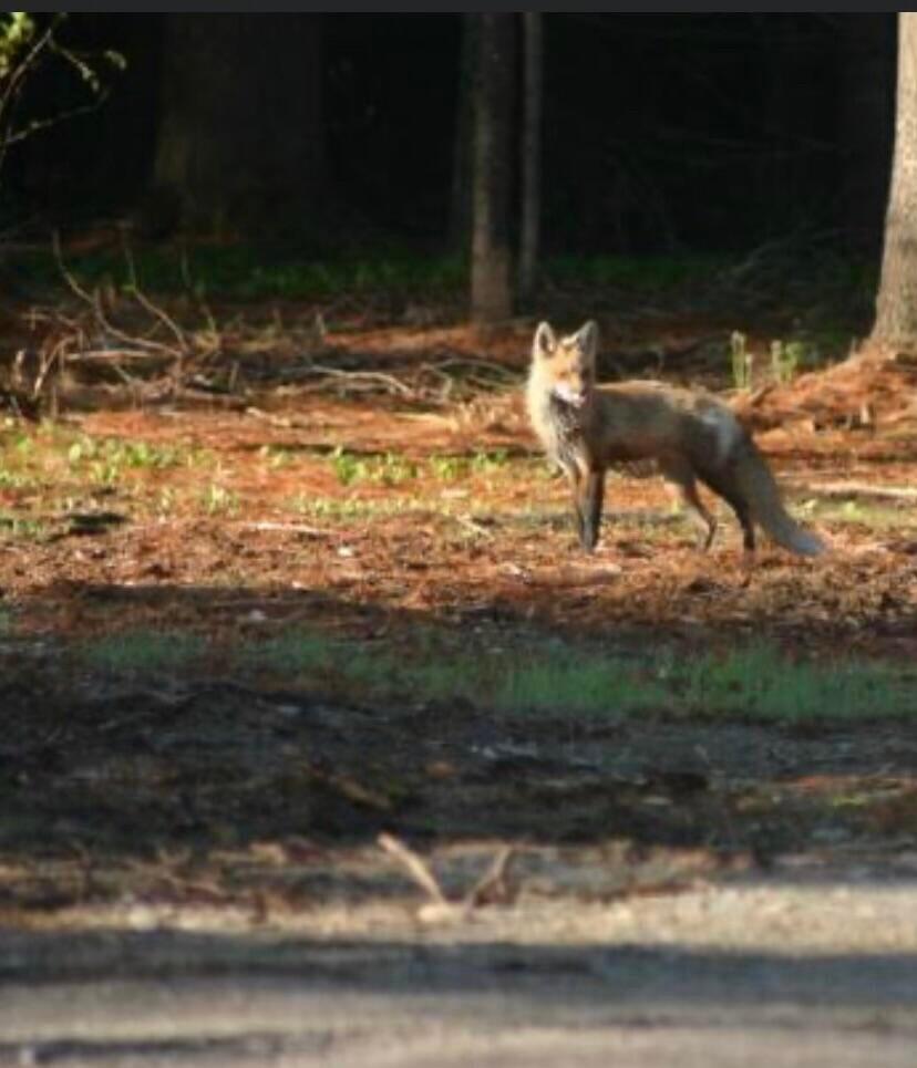 3 Merrill Brook Lane Howland, ME 04448 - Photo 68 of 77 fox