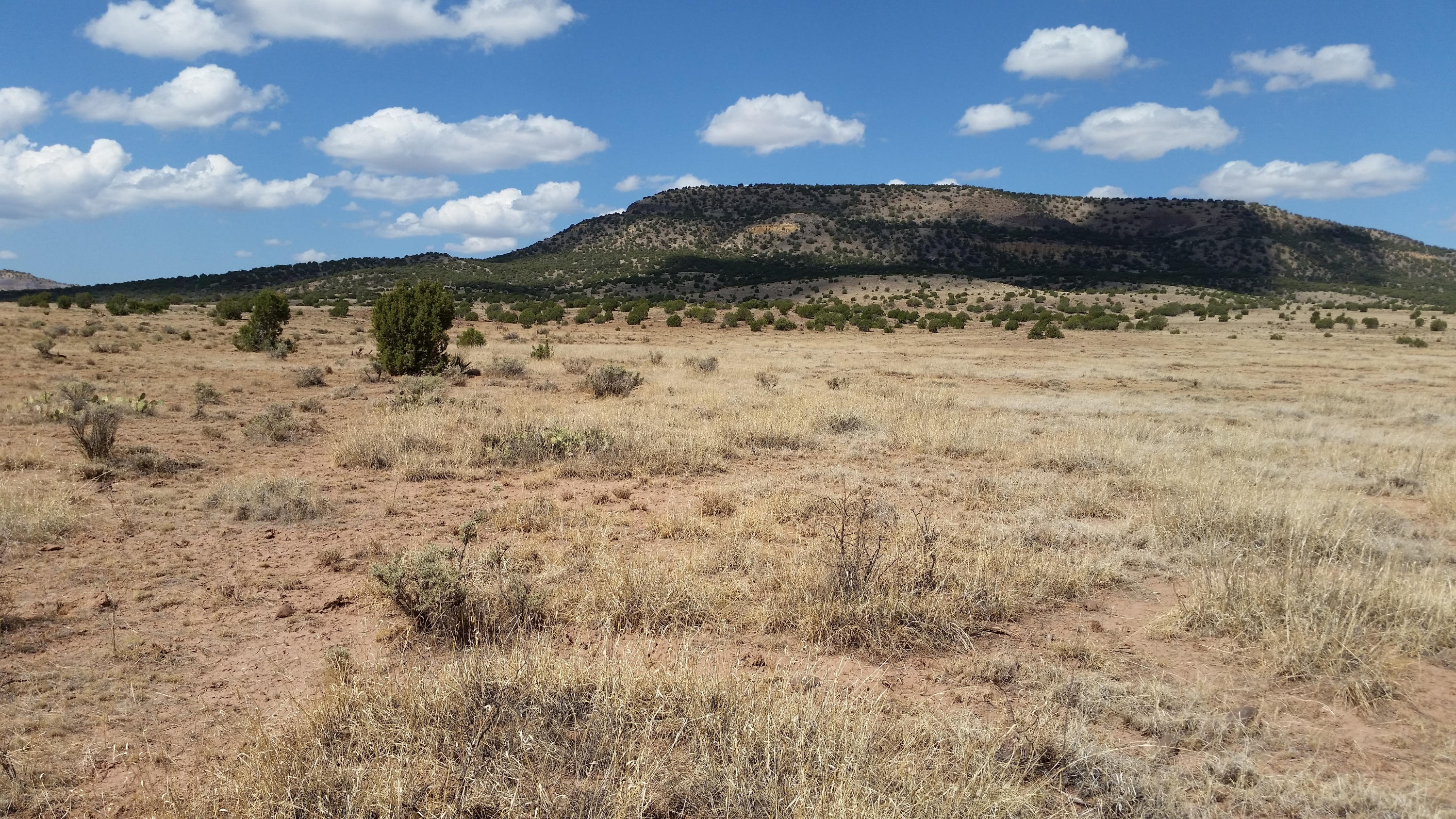 8500 Pinon Valley Ranch Concho, AZ 85924 - Photo 9 of 9