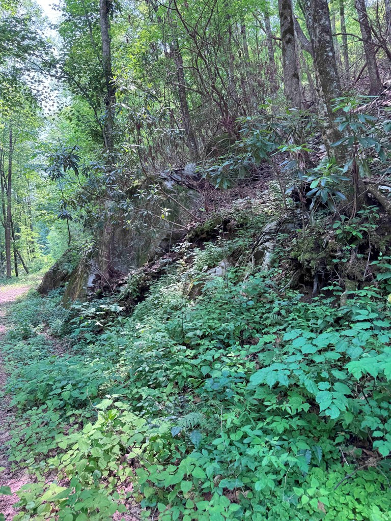 88-acres Bolden Branch Road Andrews, NC 28901 - Photo 7 of 34